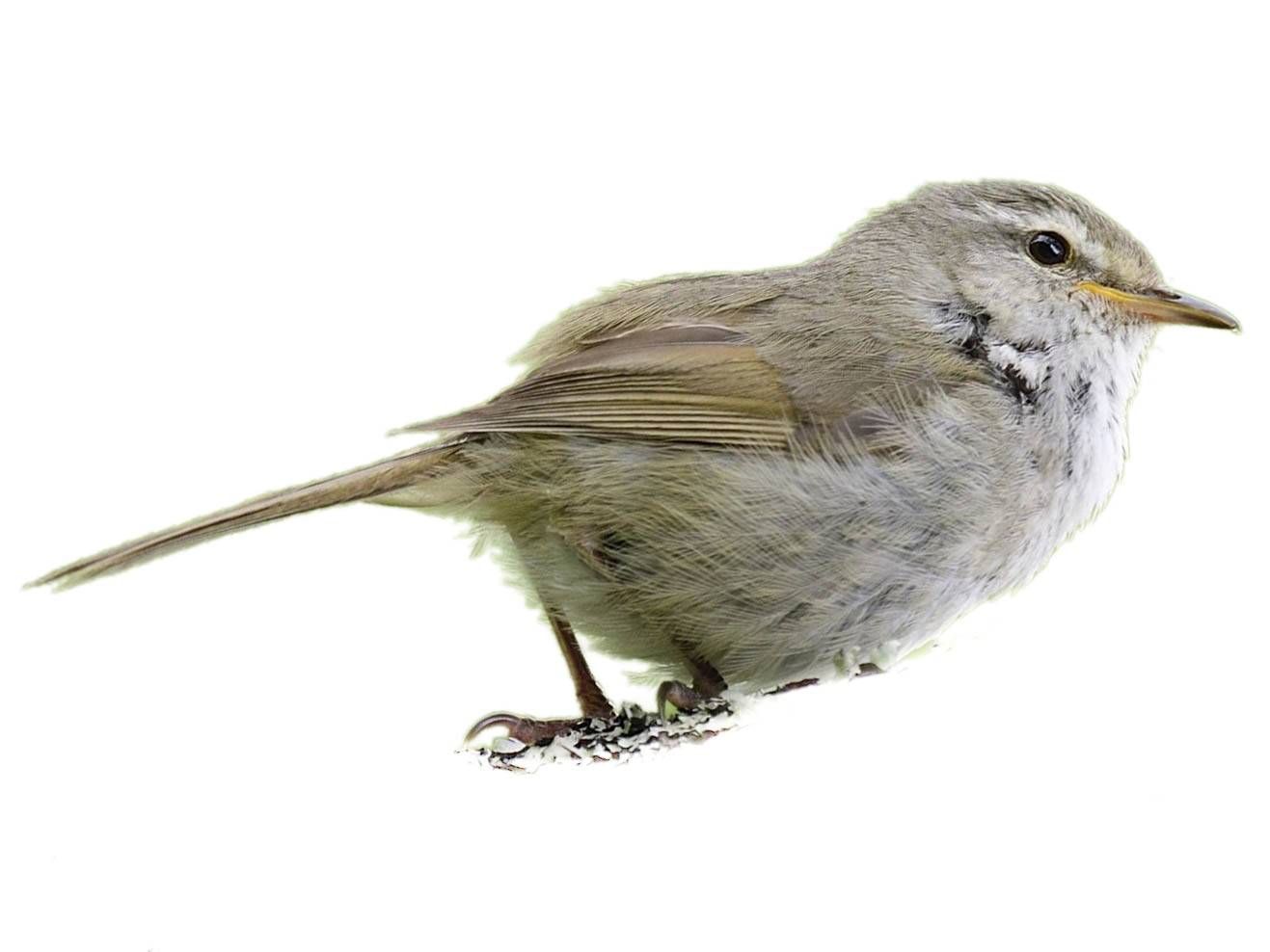 A photo of a Japanese Bush Warbler (Horornis diphone)