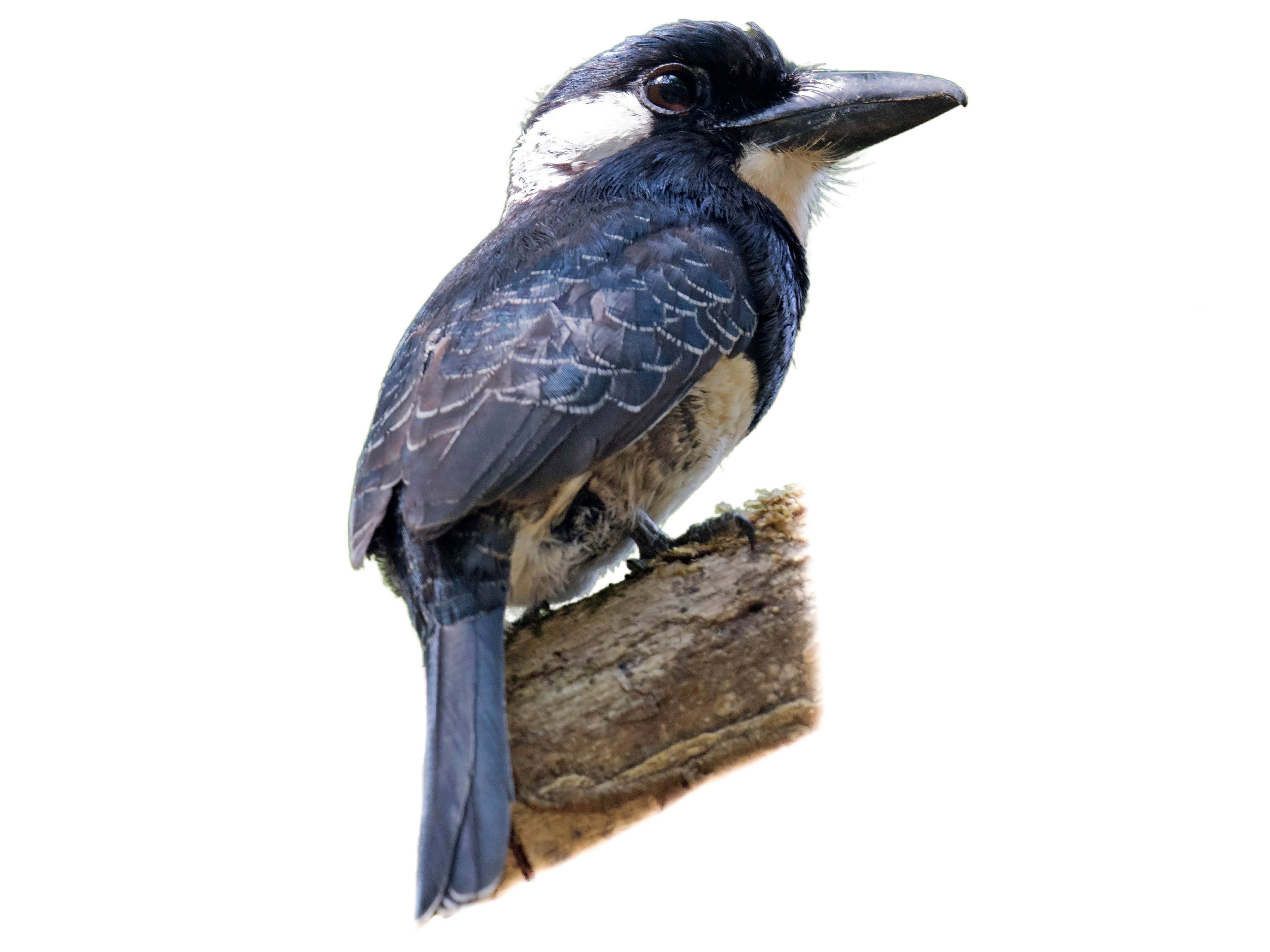 A photo of a Black-breasted Puffbird (Notharchus pectoralis)