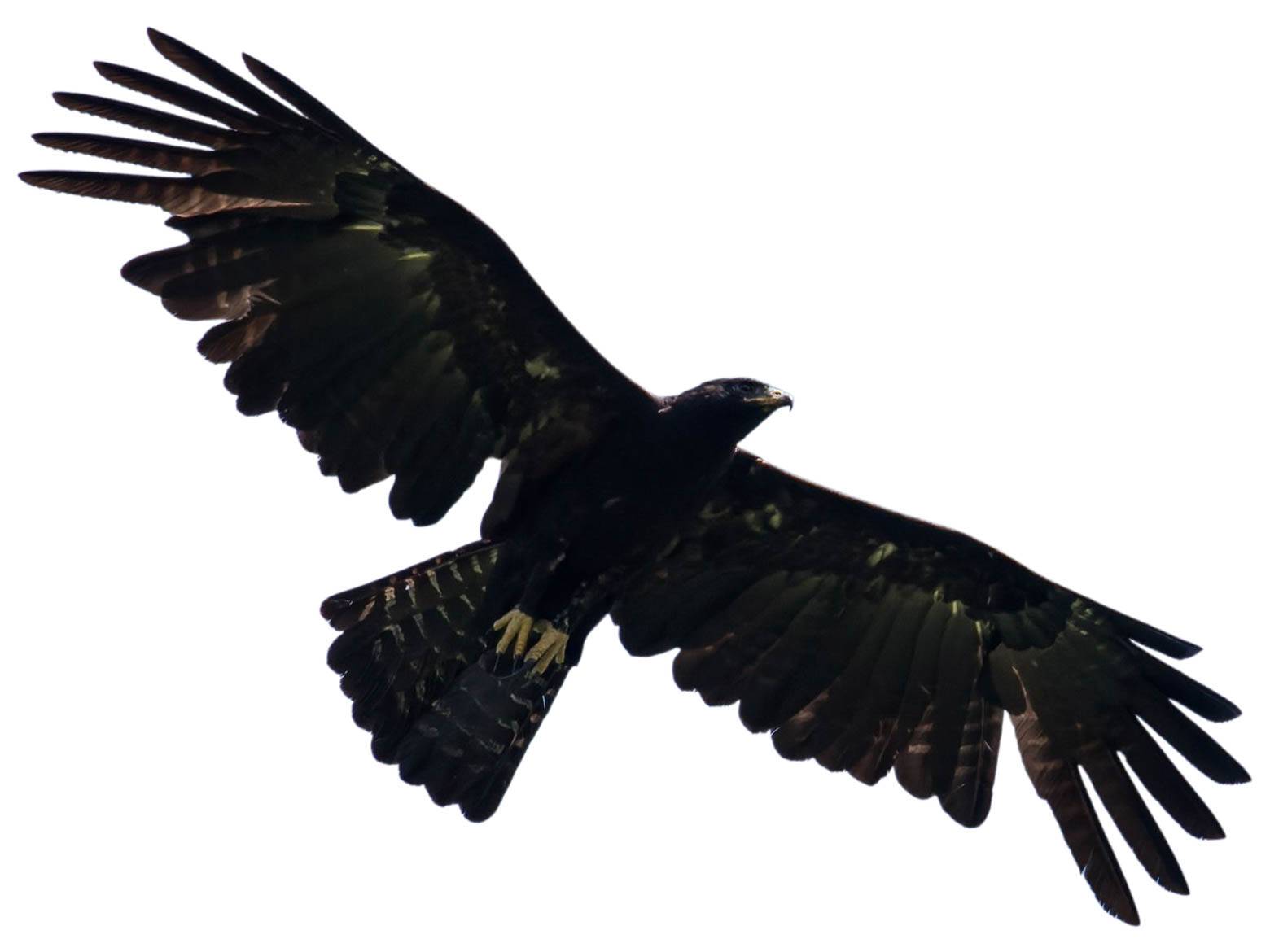 A photo of a Black Eagle (Ictinaetus malaiensis)