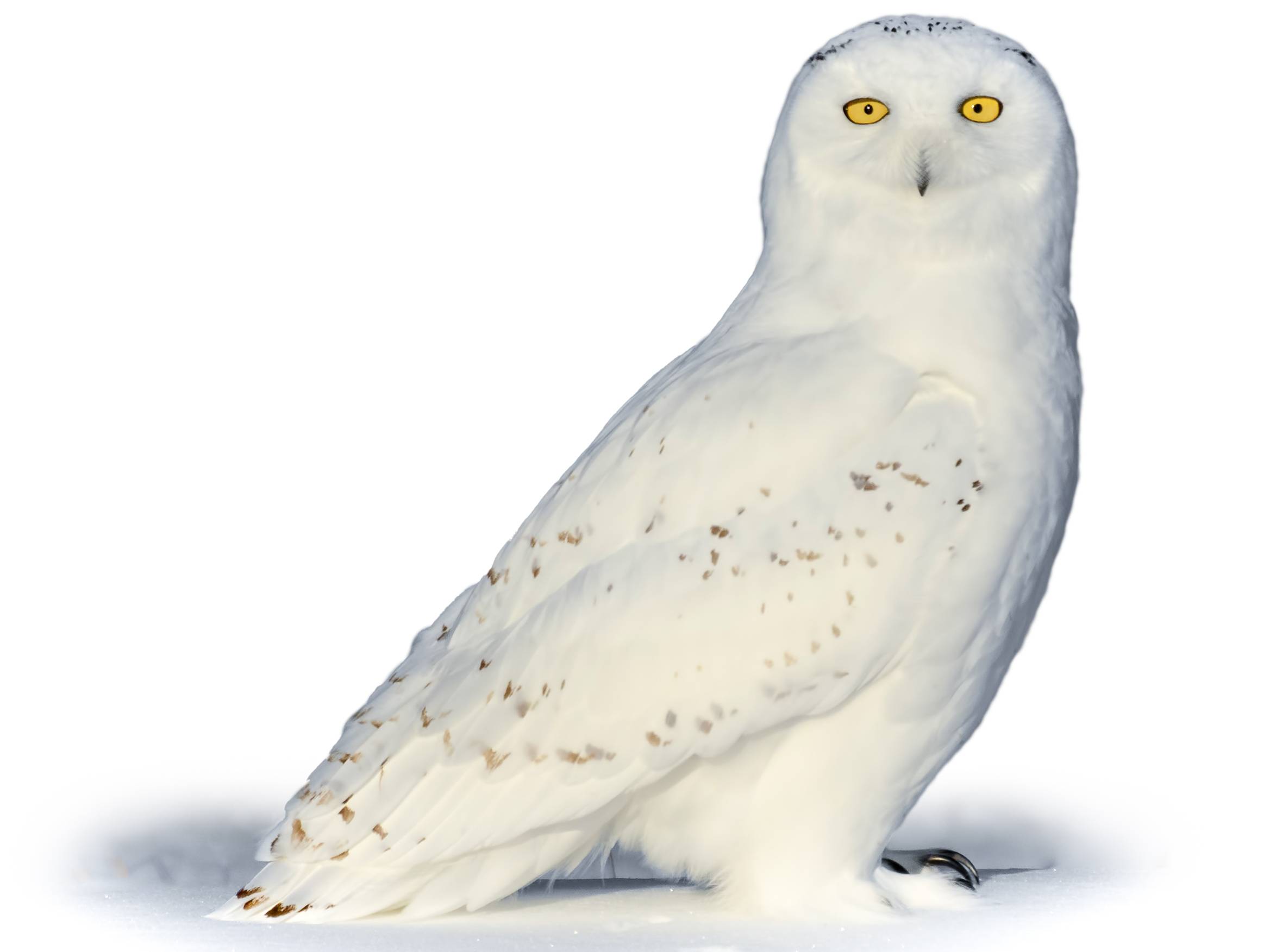 A photo of a Snowy Owl (Bubo scandiacus), male