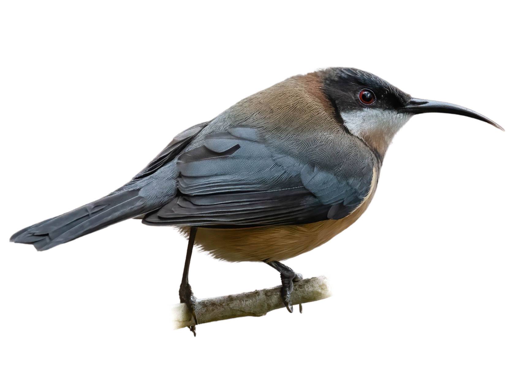 A photo of a Eastern Spinebill (Acanthorhynchus tenuirostris)