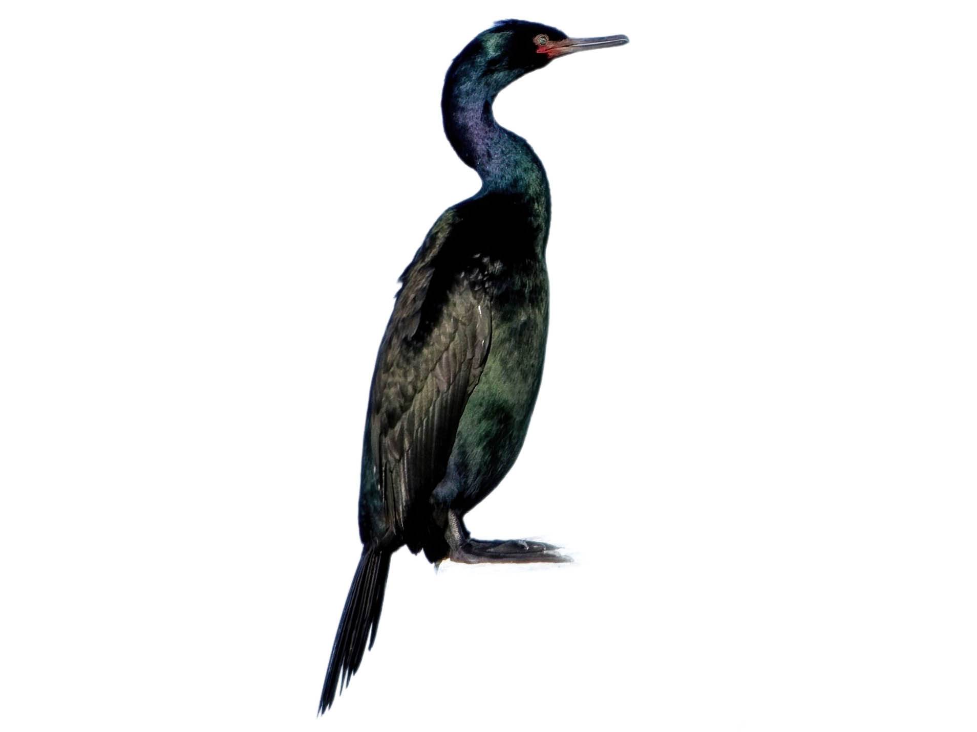 A photo of a Pelagic Cormorant (Urile pelagicus)