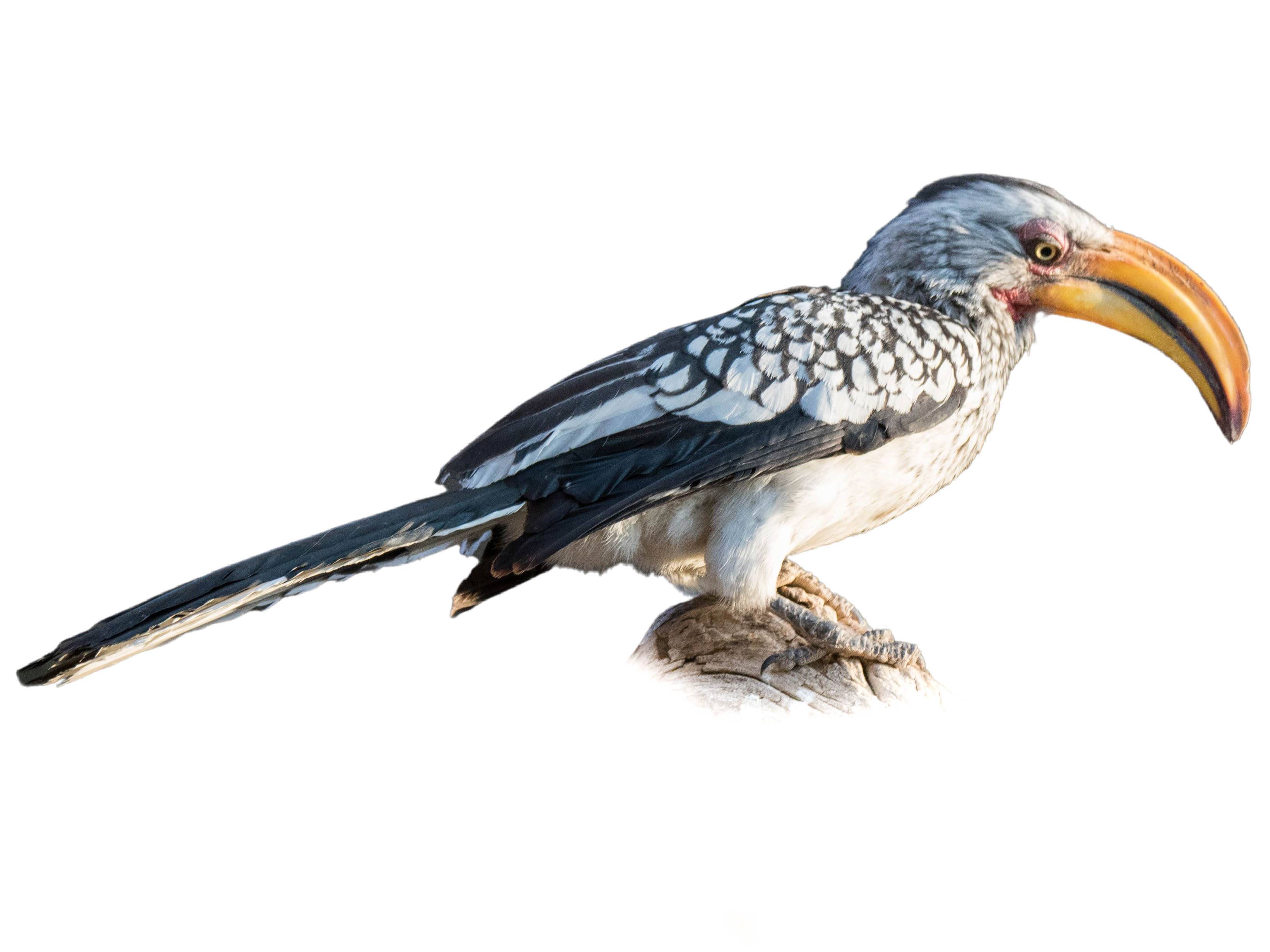 A photo of a Southern Yellow-billed Hornbill (Tockus leucomelas)