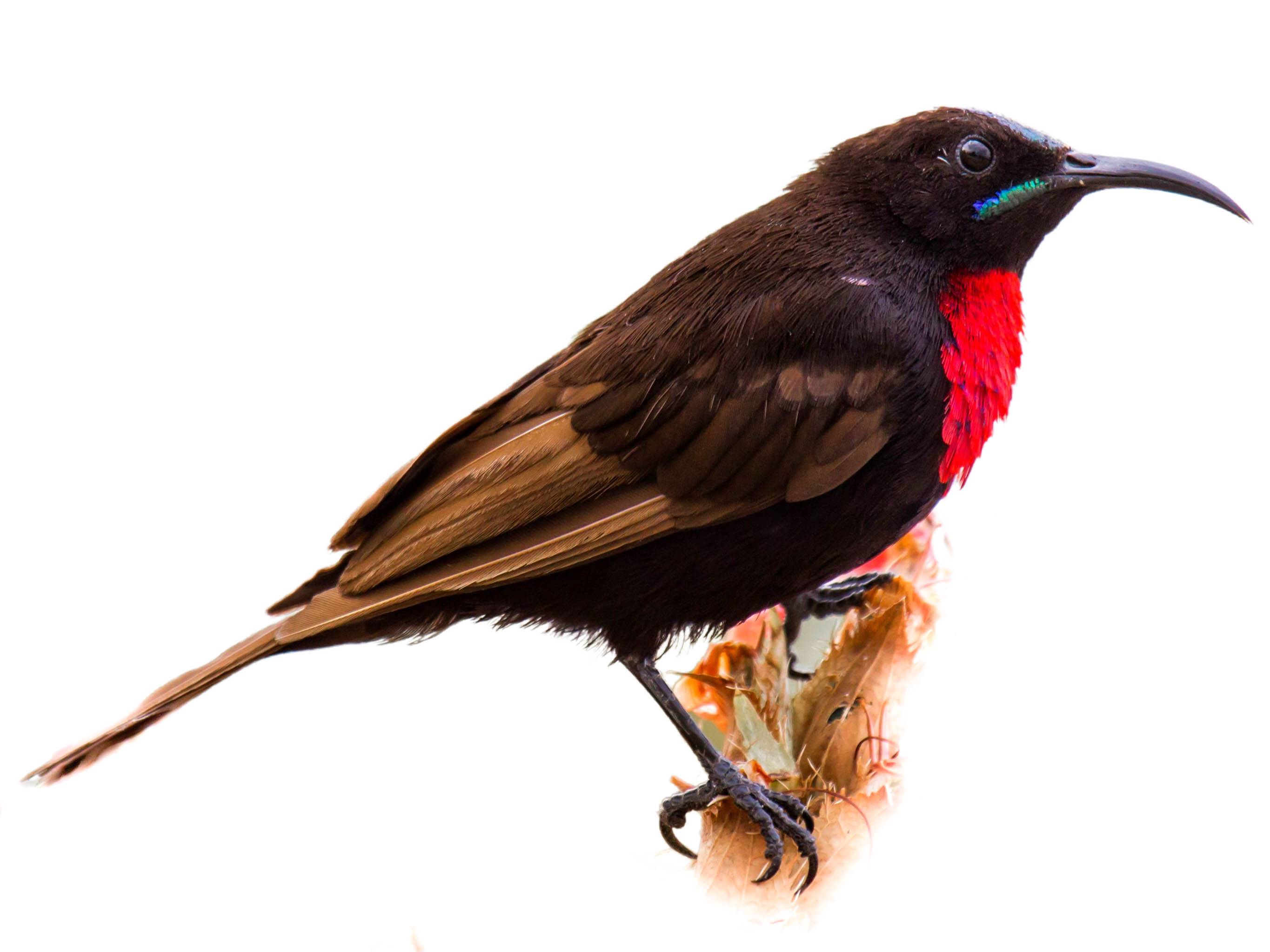 A photo of a Scarlet-chested Sunbird (Chalcomitra senegalensis), male