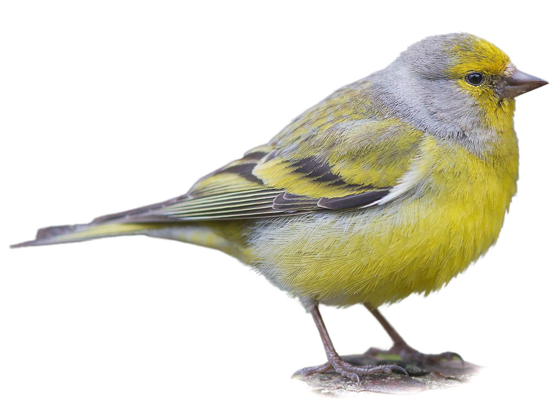 A photo of a Citril Finch (Carduelis citrinella), male