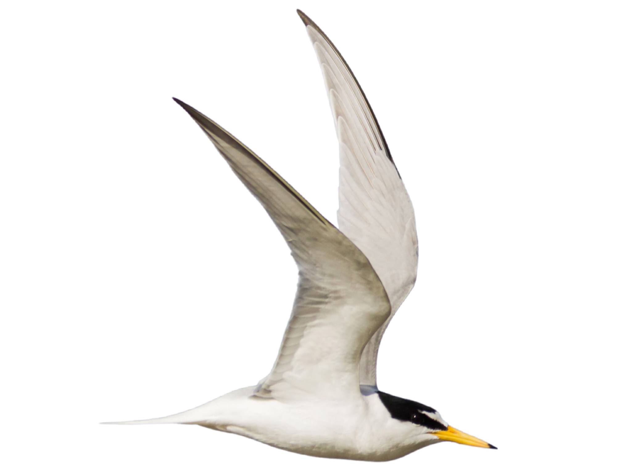 A photo of a Little Tern (Sternula albifrons)