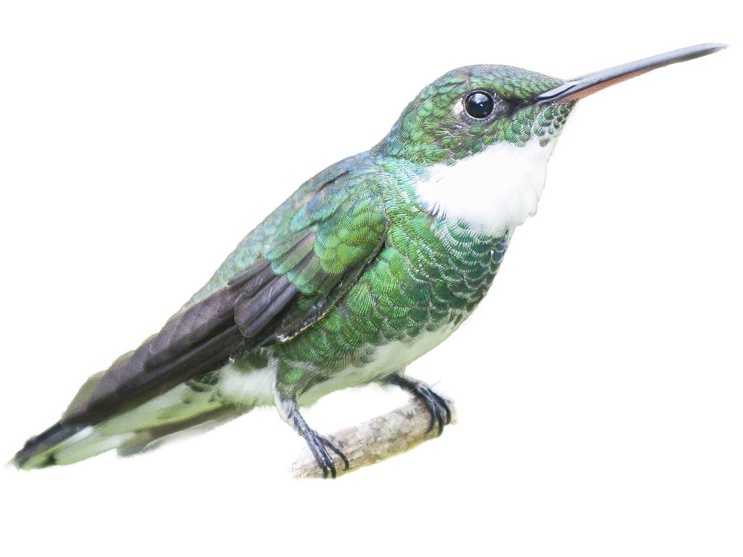 A photo of a White-throated Hummingbird (Leucochloris albicollis)