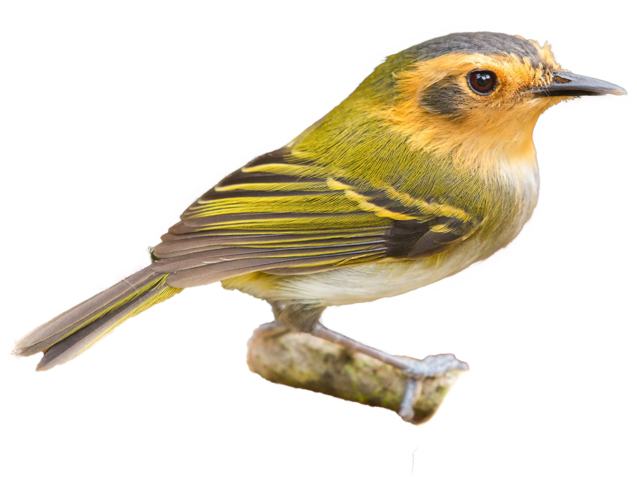 A photo of a Ochre-faced Tody-Flycatcher (Poecilotriccus plumbeiceps)