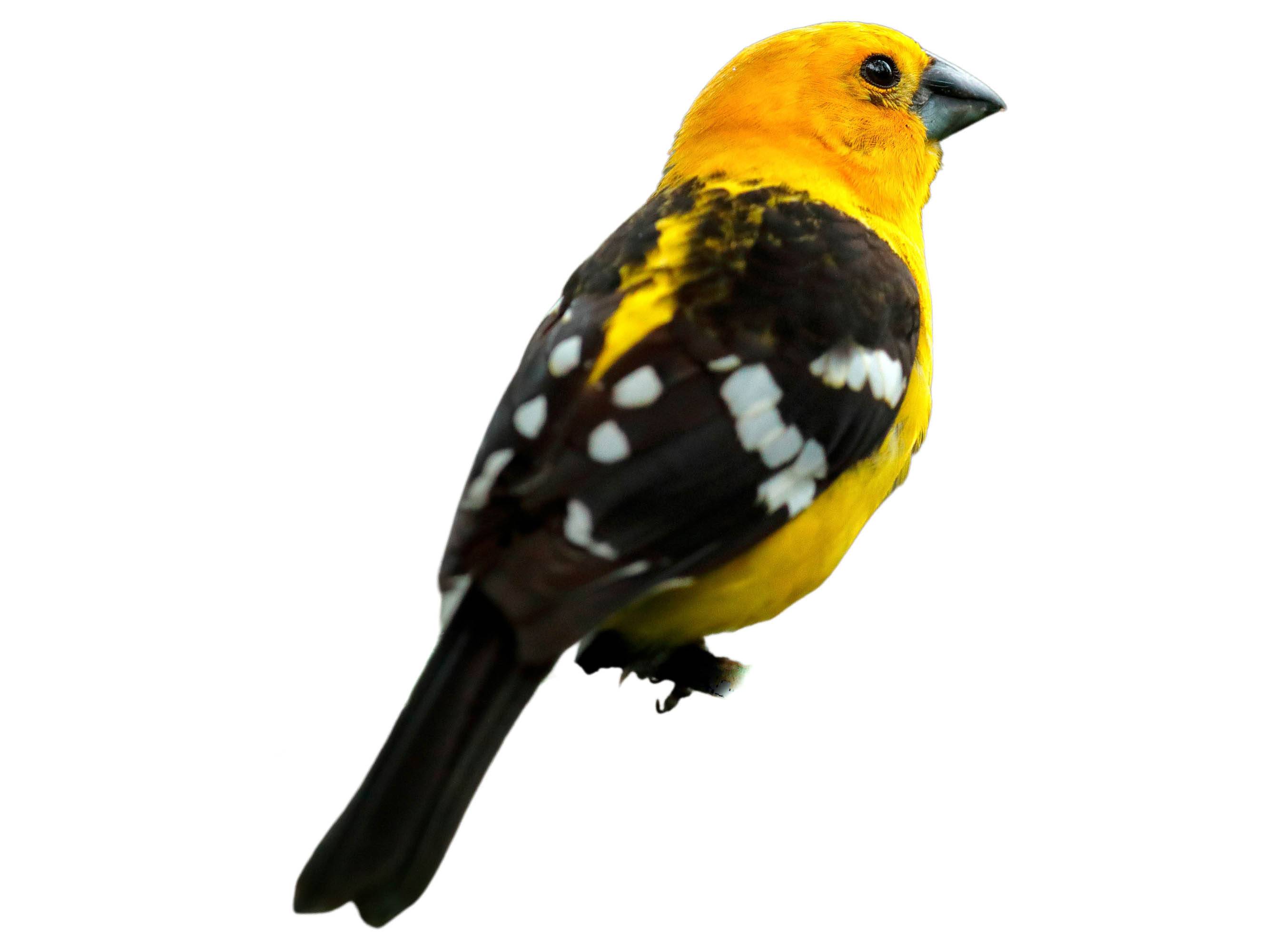 A photo of a Yellow Grosbeak (Pheucticus chrysopeplus), male