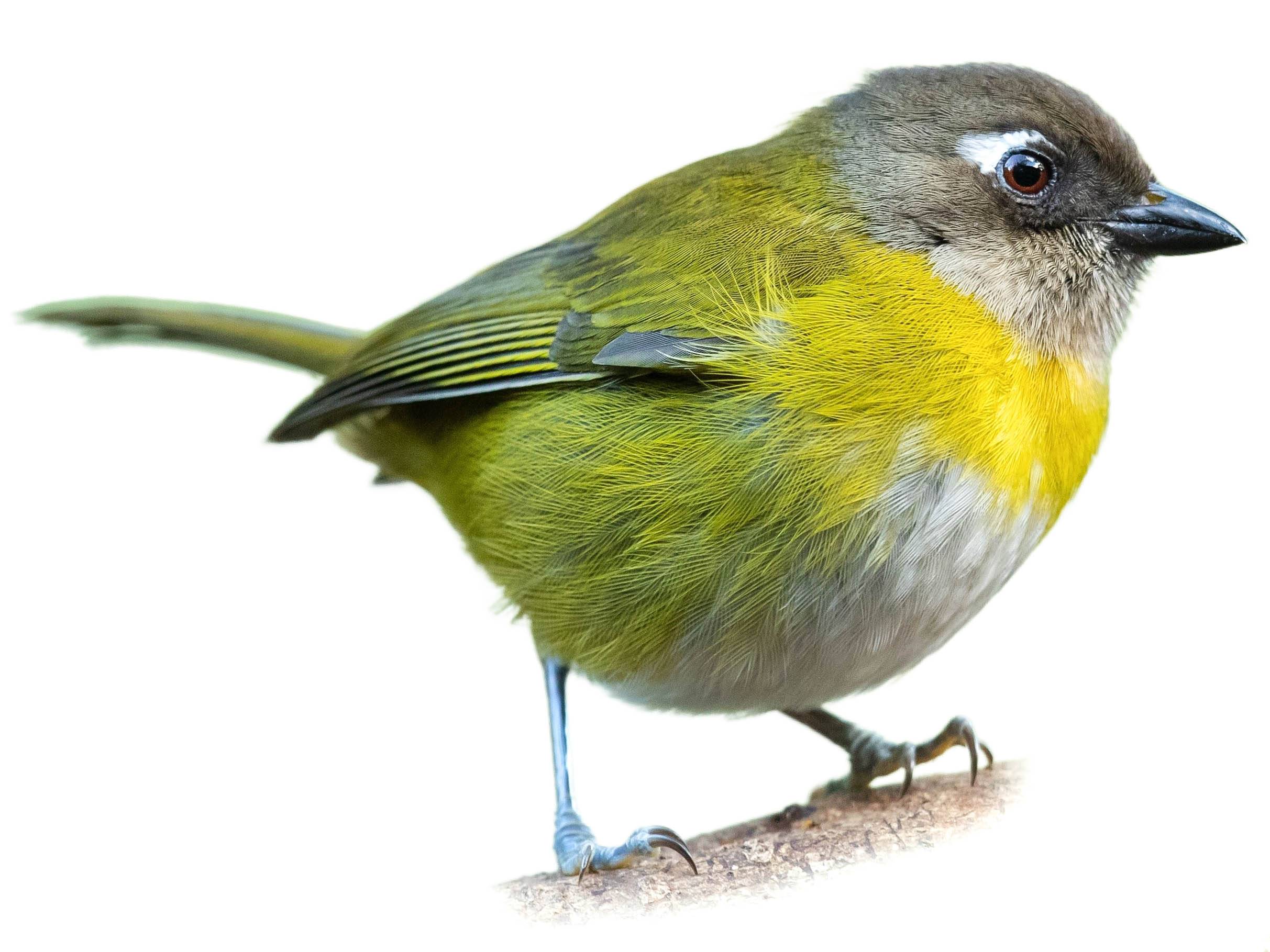 A photo of a Common Bush Tanager (Chlorospingus flavopectus)