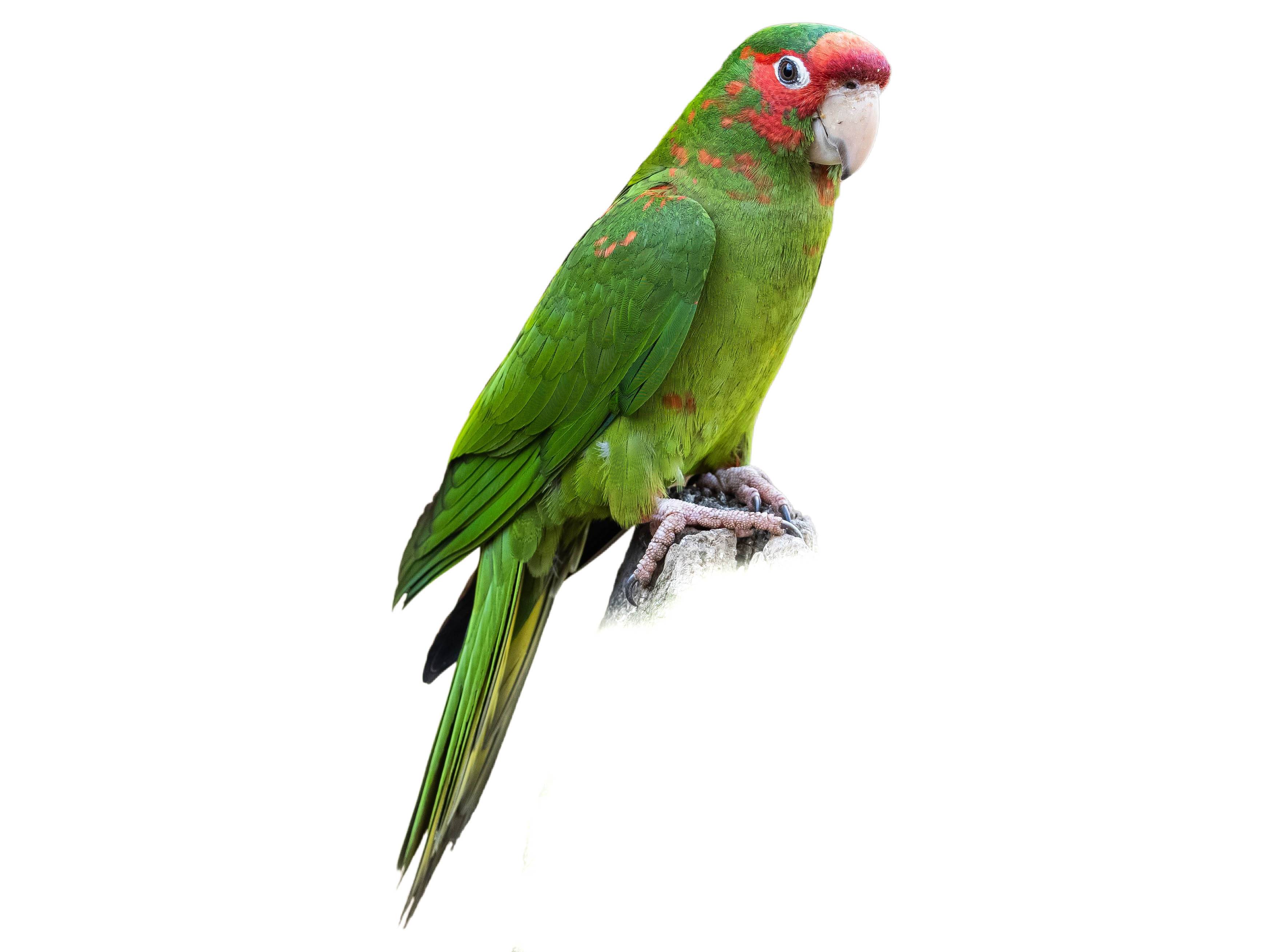 A photo of a Mitred Parakeet (Psittacara mitratus)