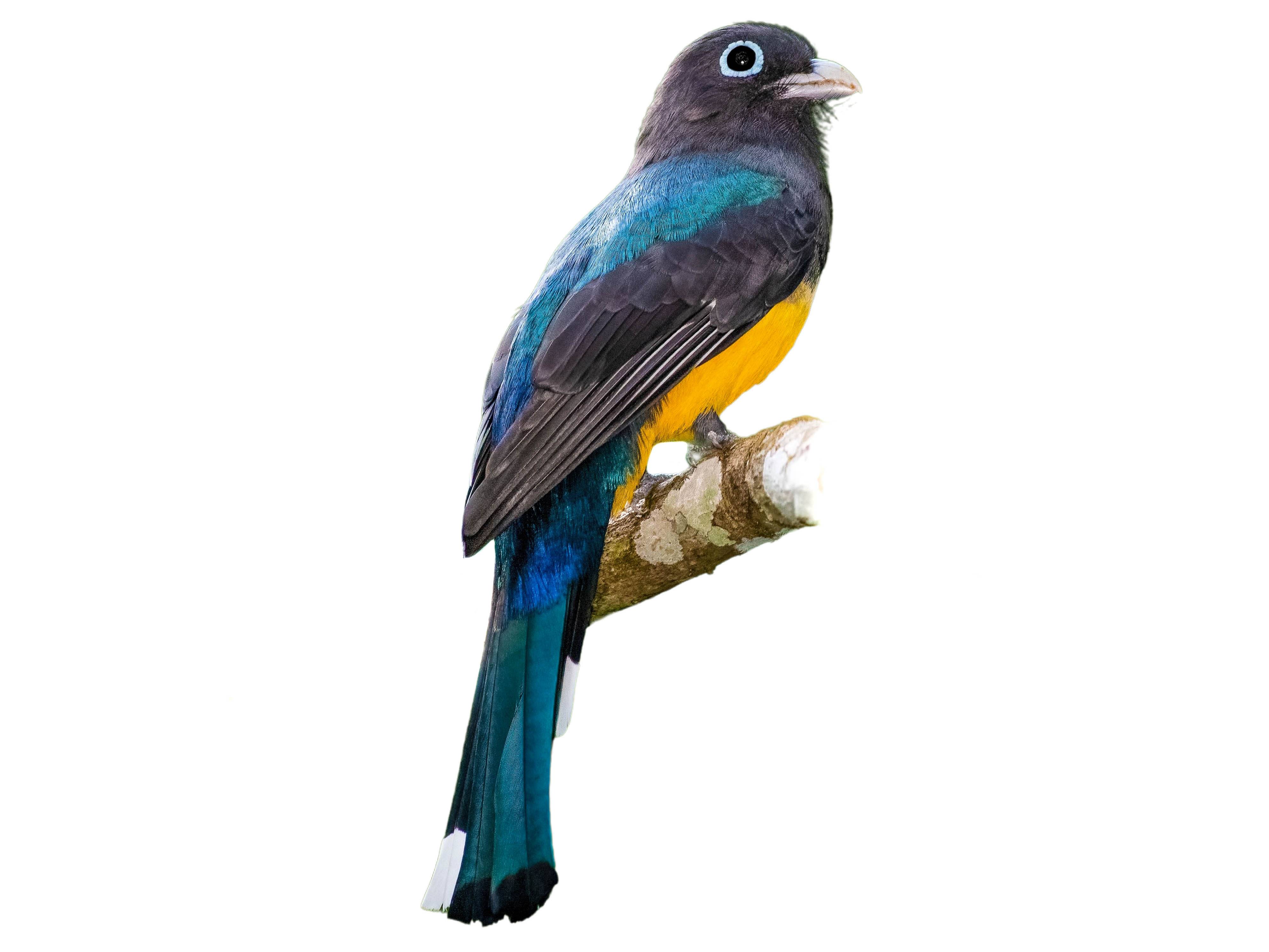 A photo of a Black-headed Trogon (Trogon melanocephalus), male