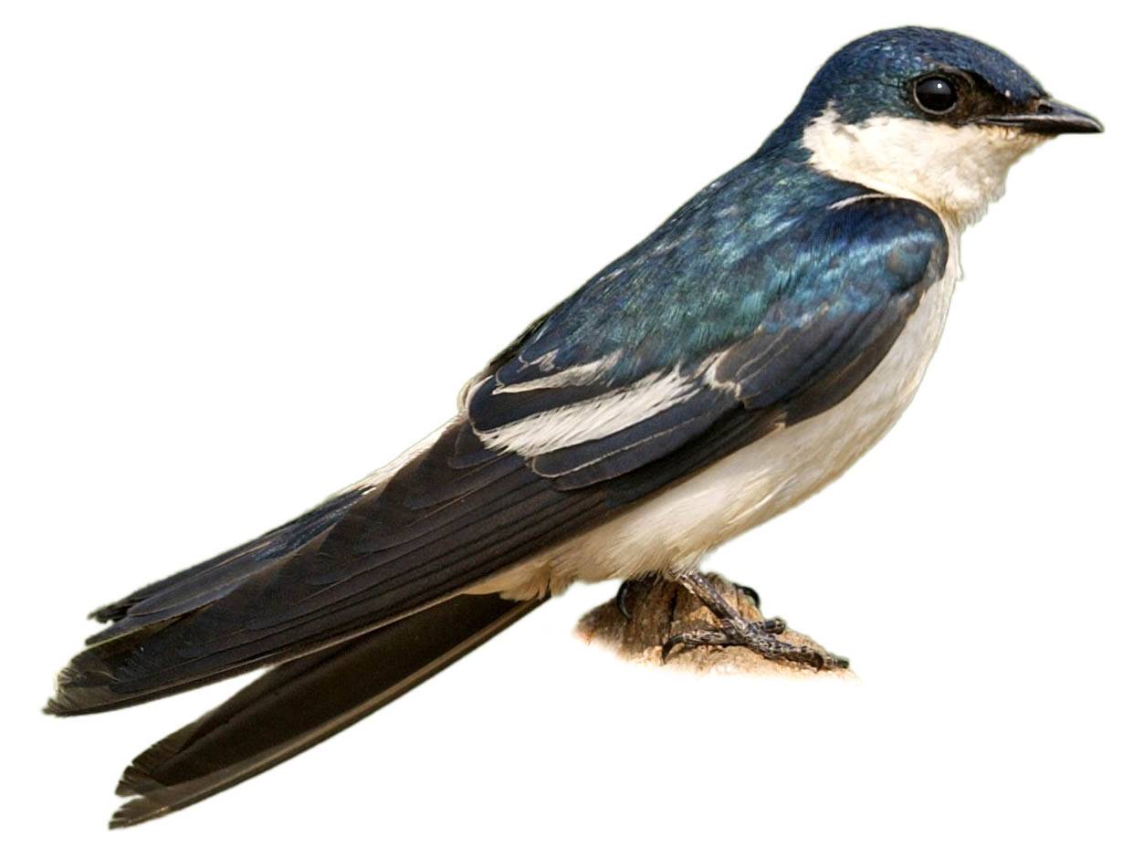 A photo of a White-winged Swallow (Tachycineta albiventer)