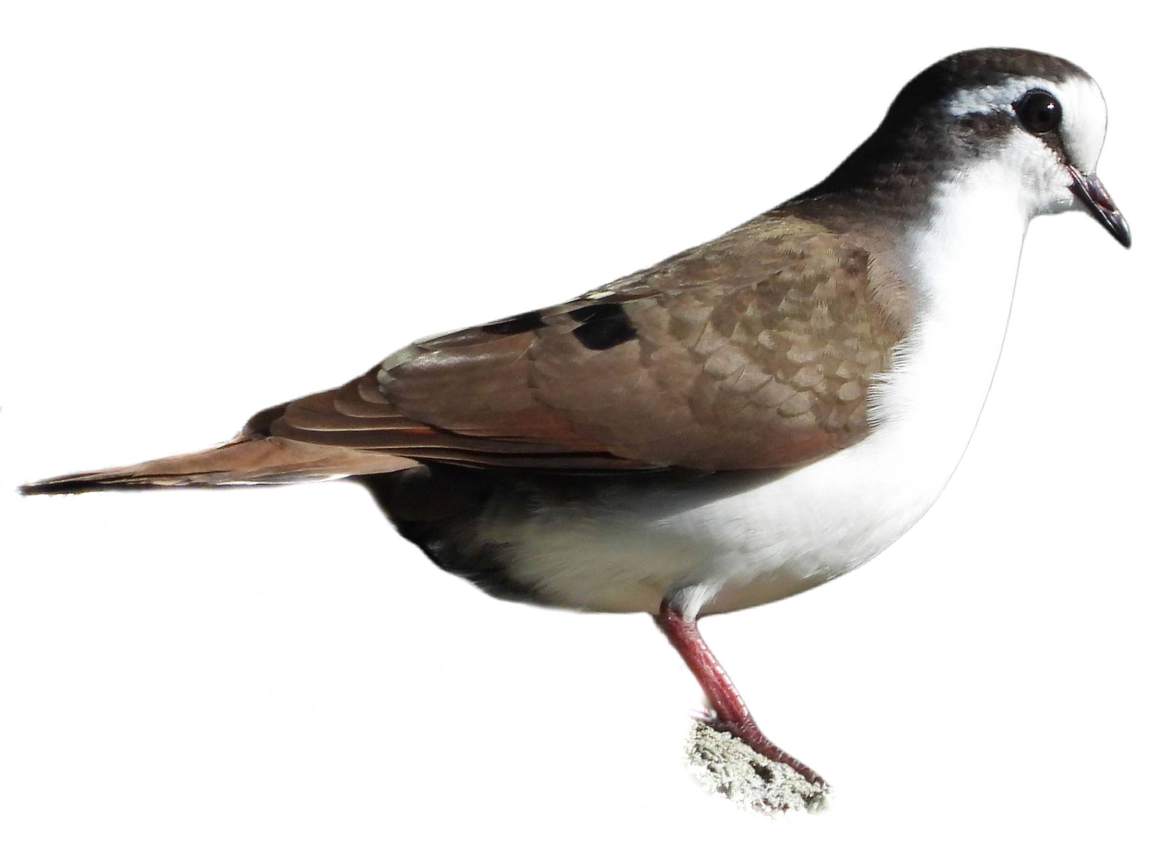 A photo of a Tambourine Dove (Turtur tympanistria), male