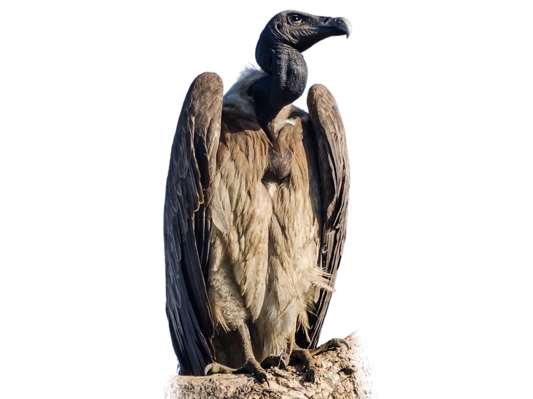 A photo of a Slender-billed Vulture (Gyps tenuirostris)