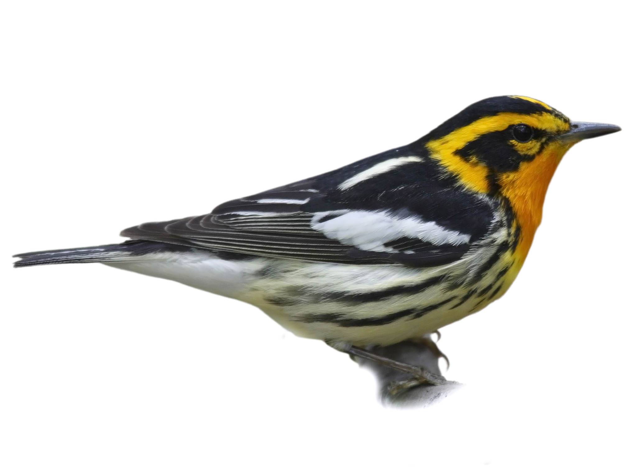 A photo of a Blackburnian Warbler (Setophaga fusca), male