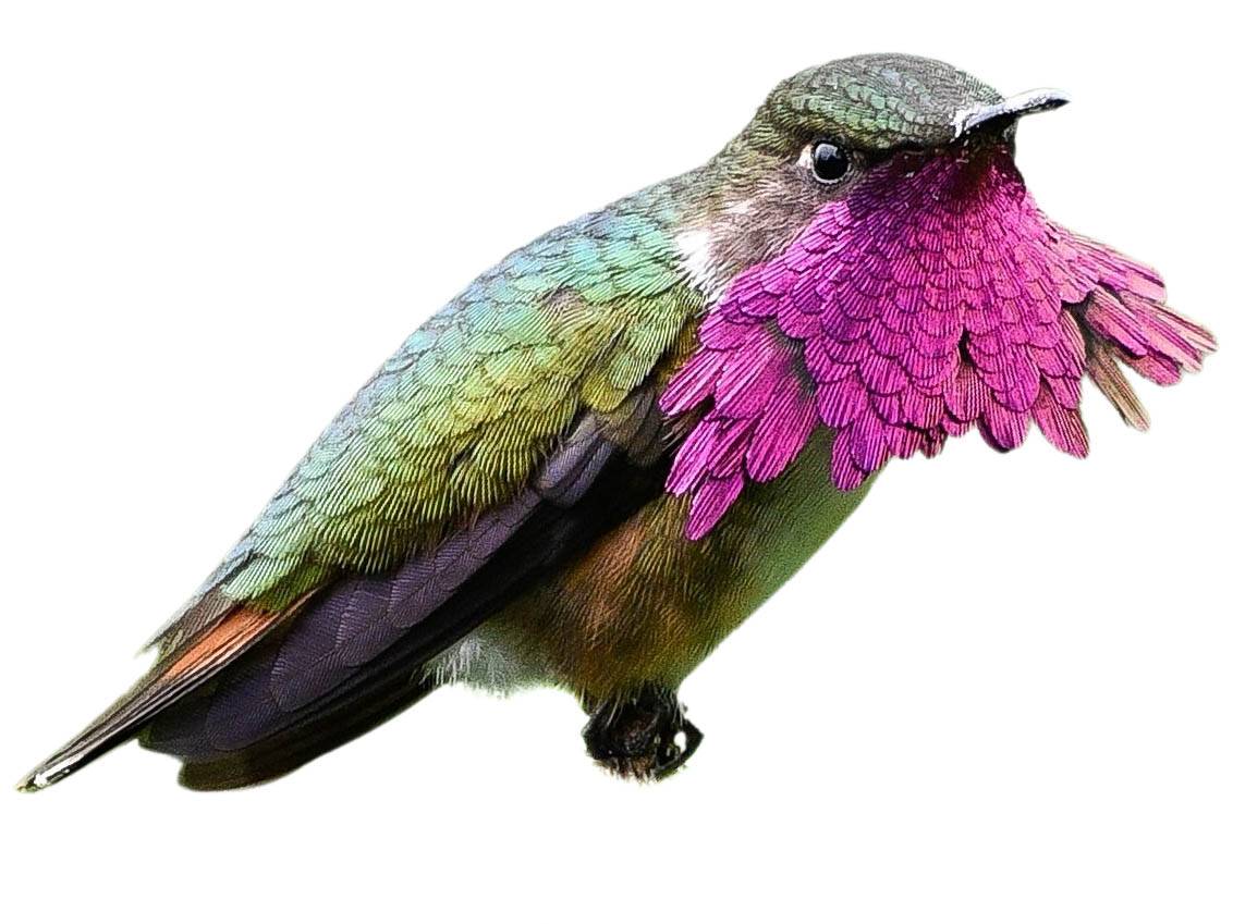 A photo of a Wine-throated Hummingbird (Selasphorus ellioti), male