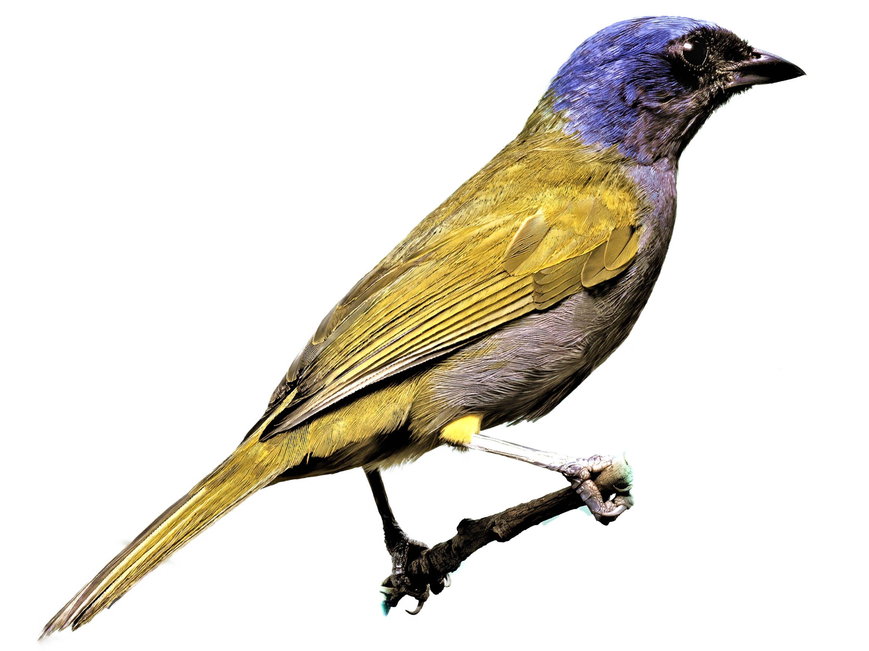 A photo of a Blue-capped Tanager (Sporathraupis cyanocephala)