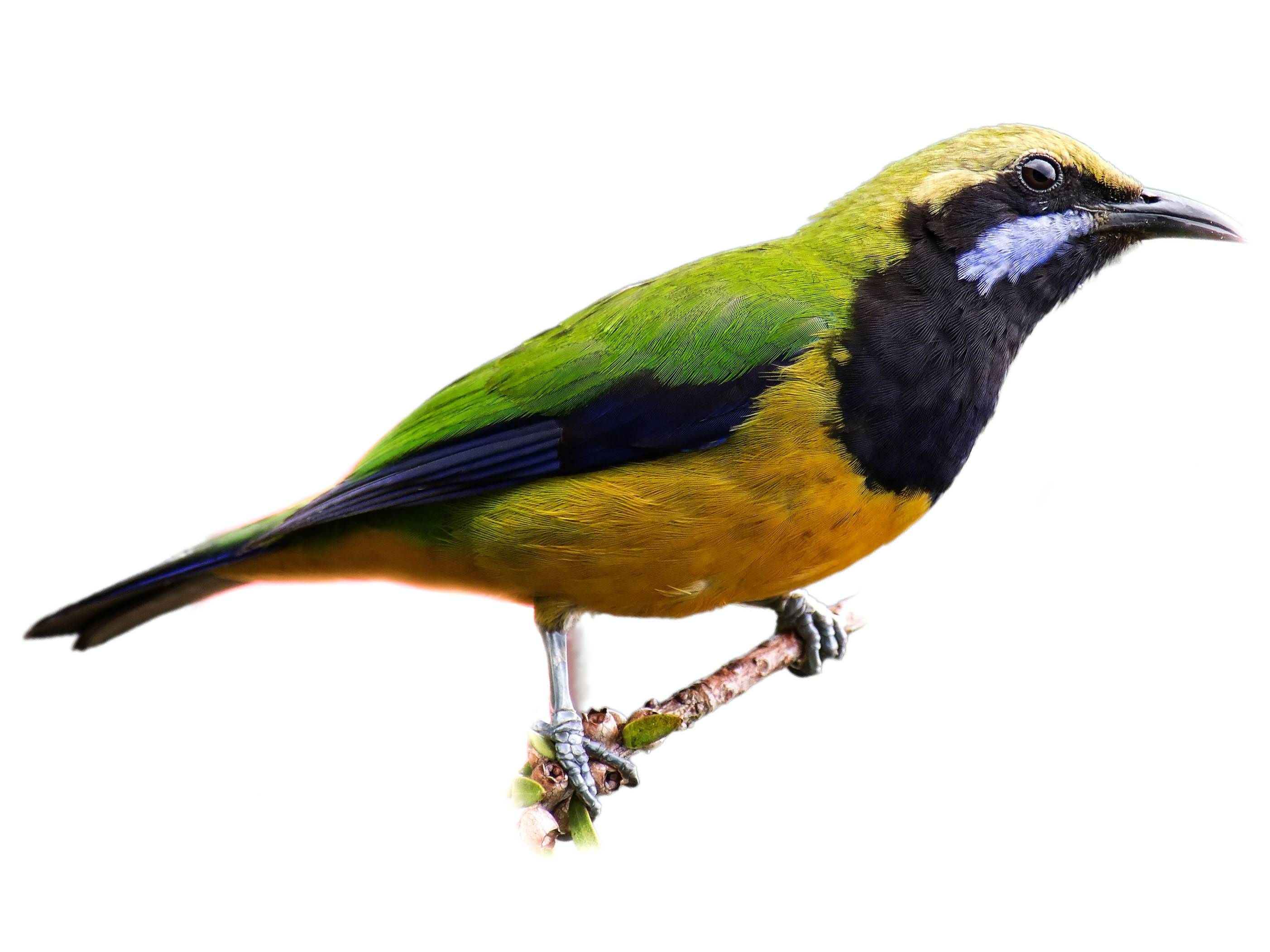 A photo of a Orange-bellied Leafbird (Chloropsis hardwickii), male