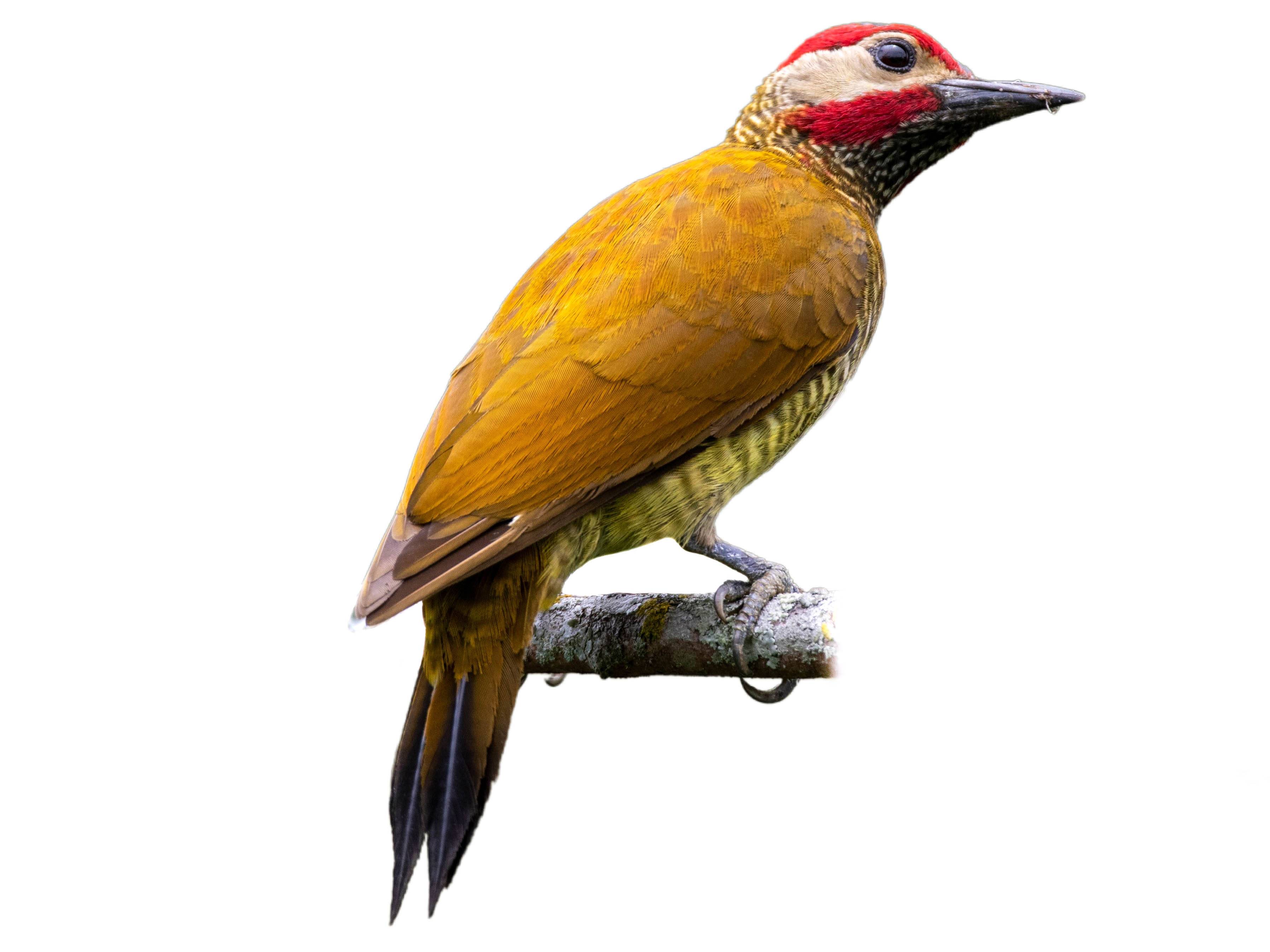 A photo of a Golden-olive Woodpecker (Colaptes rubiginosus), male