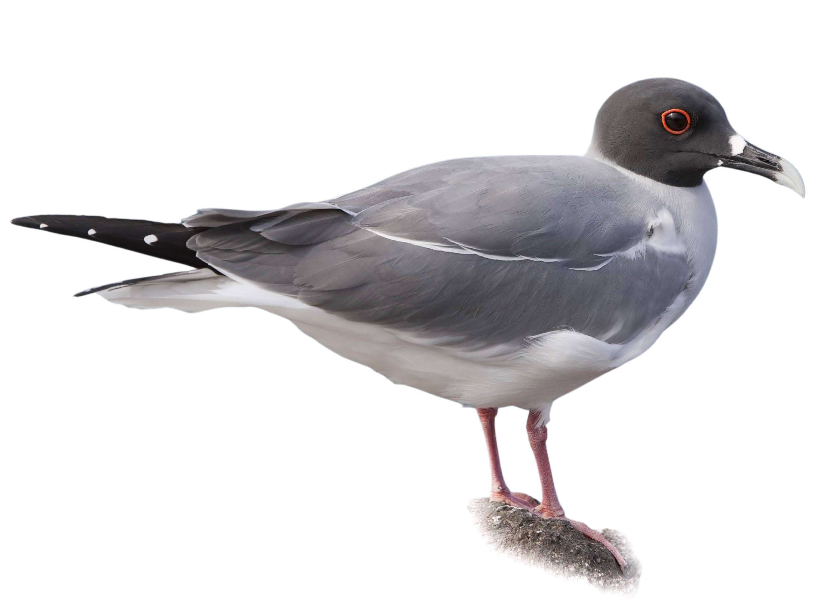 A photo of a Swallow-tailed Gull (Creagrus furcatus)