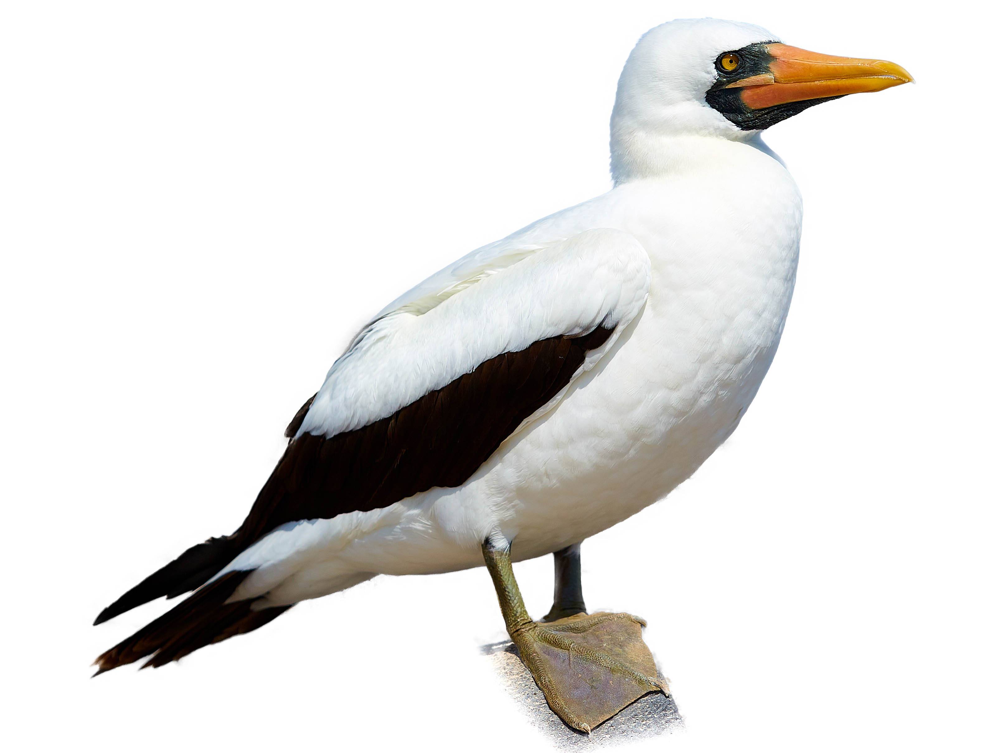 A photo of a Nazca Booby (Sula granti)