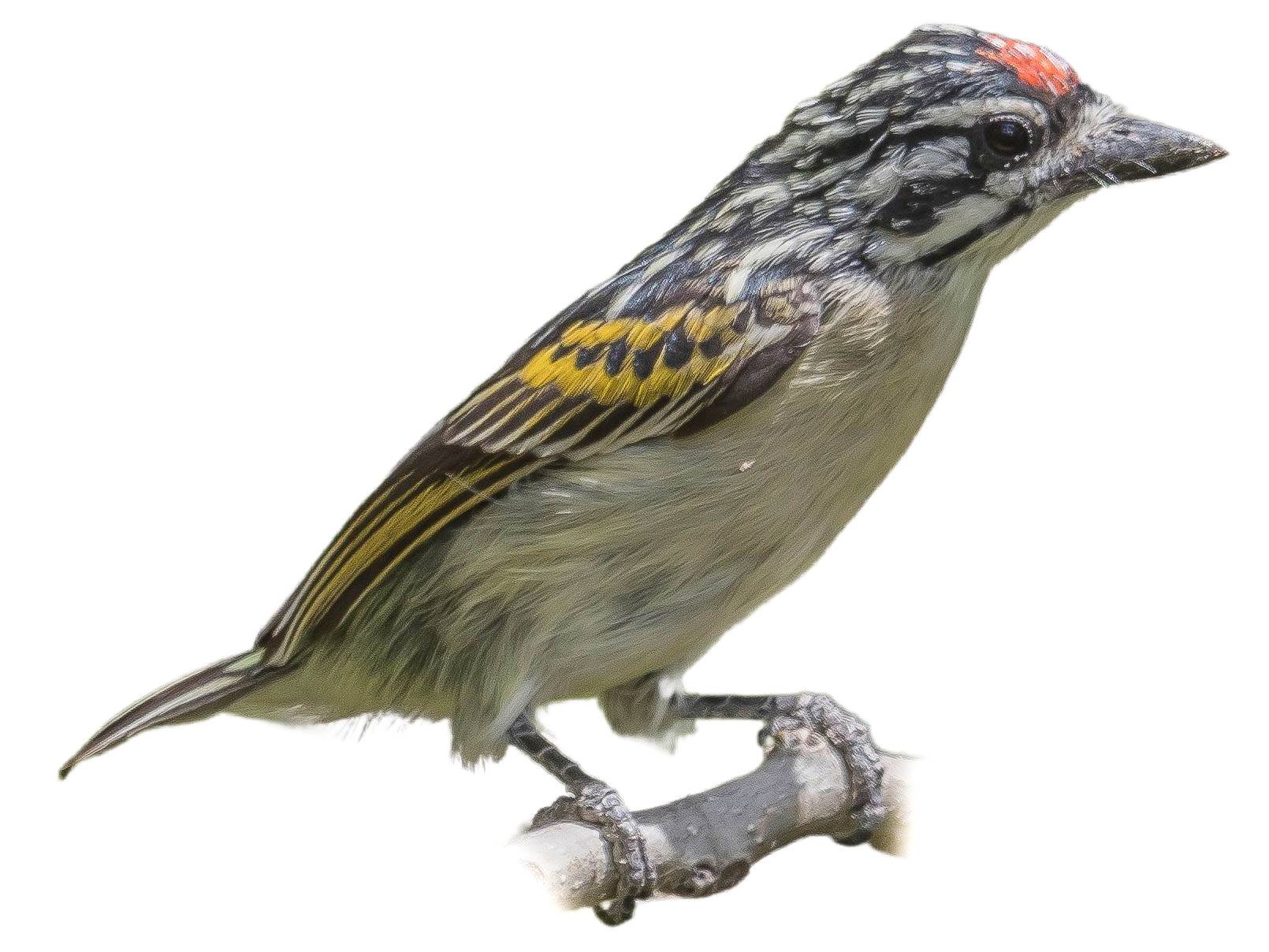 A photo of a Red-fronted Tinkerbird (Pogoniulus pusillus)