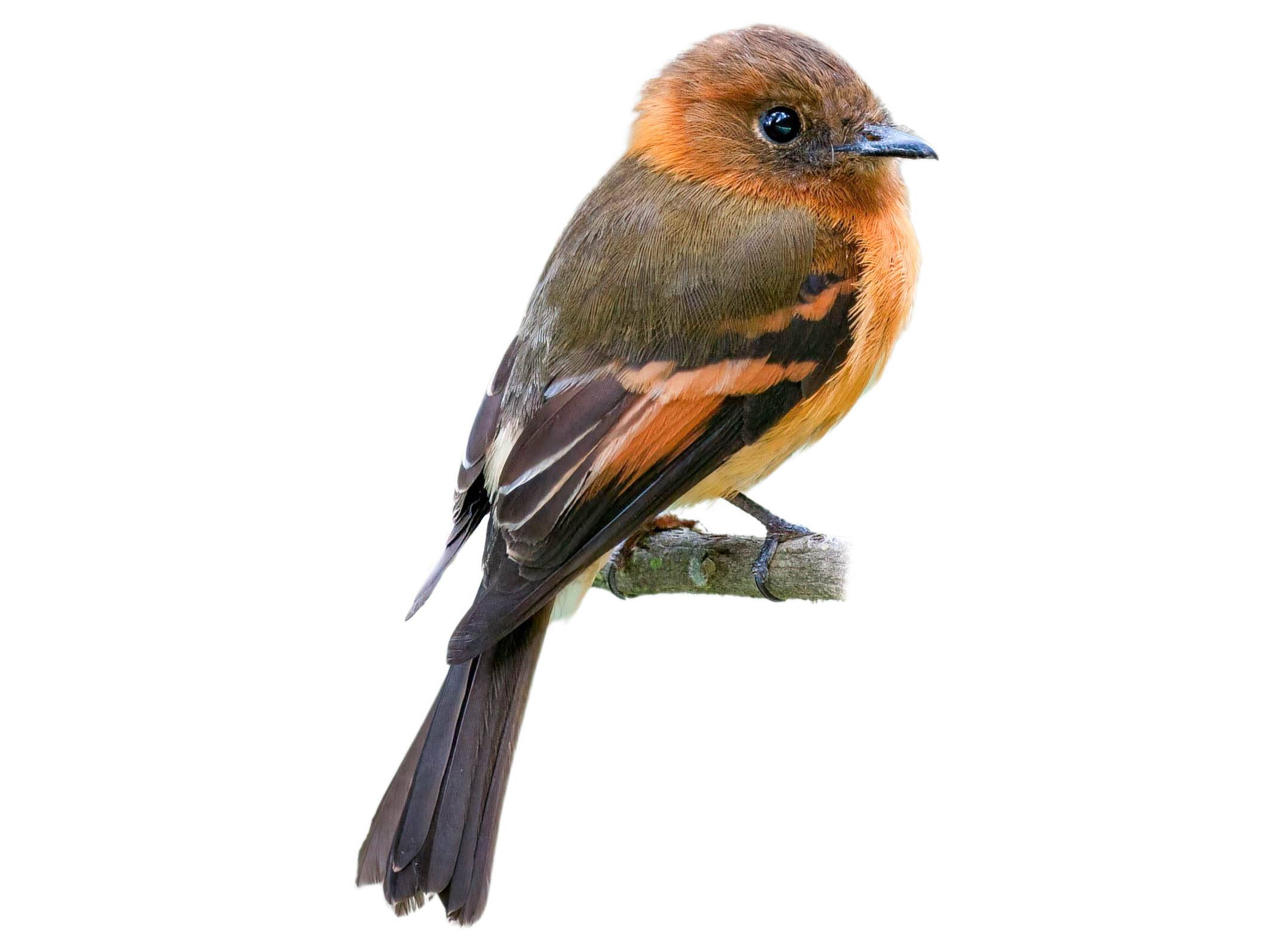 A photo of a Cinnamon Flycatcher (Pyrrhomyias cinnamomeus)