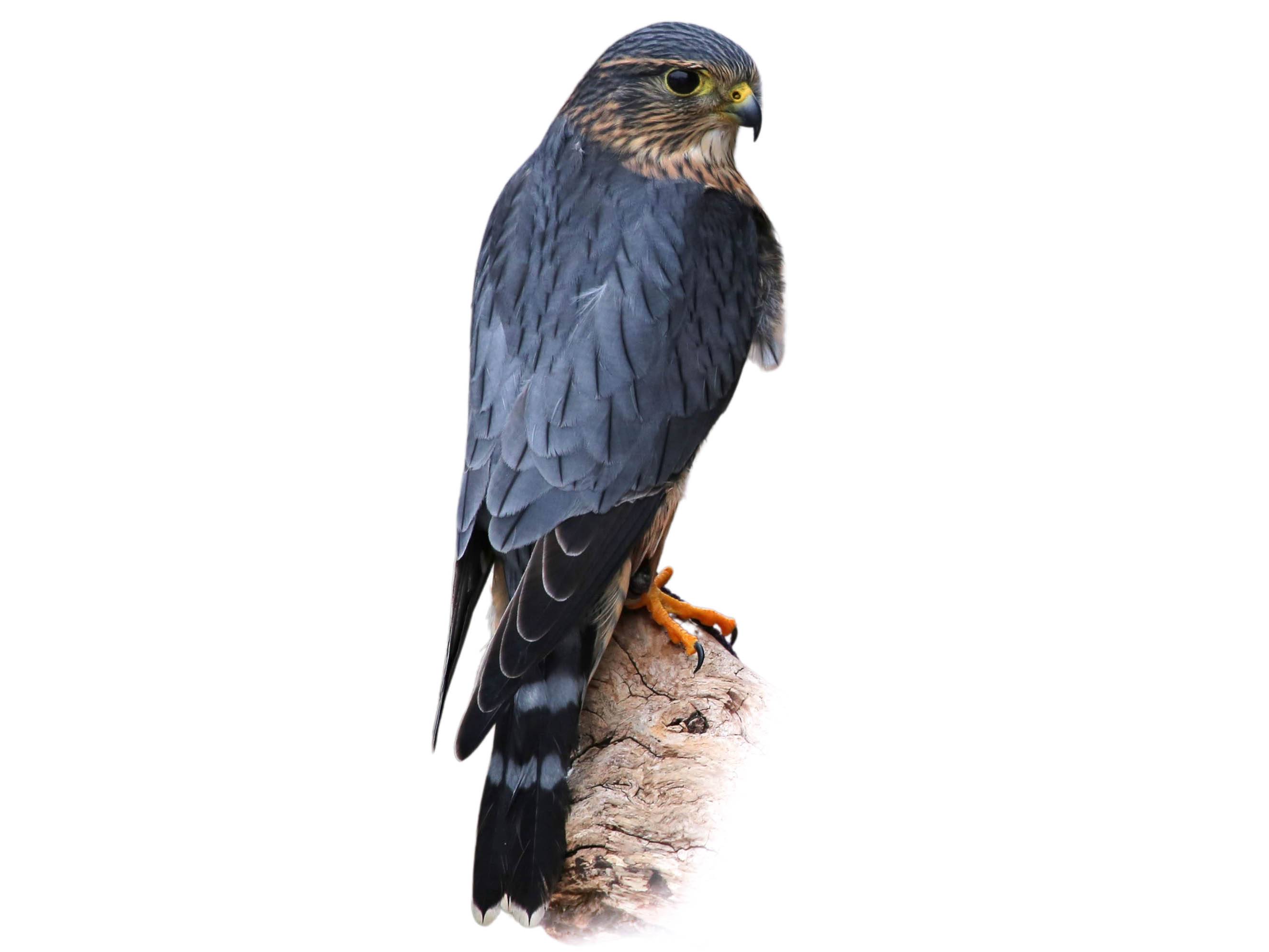 A photo of a Merlin (Falco columbarius), male