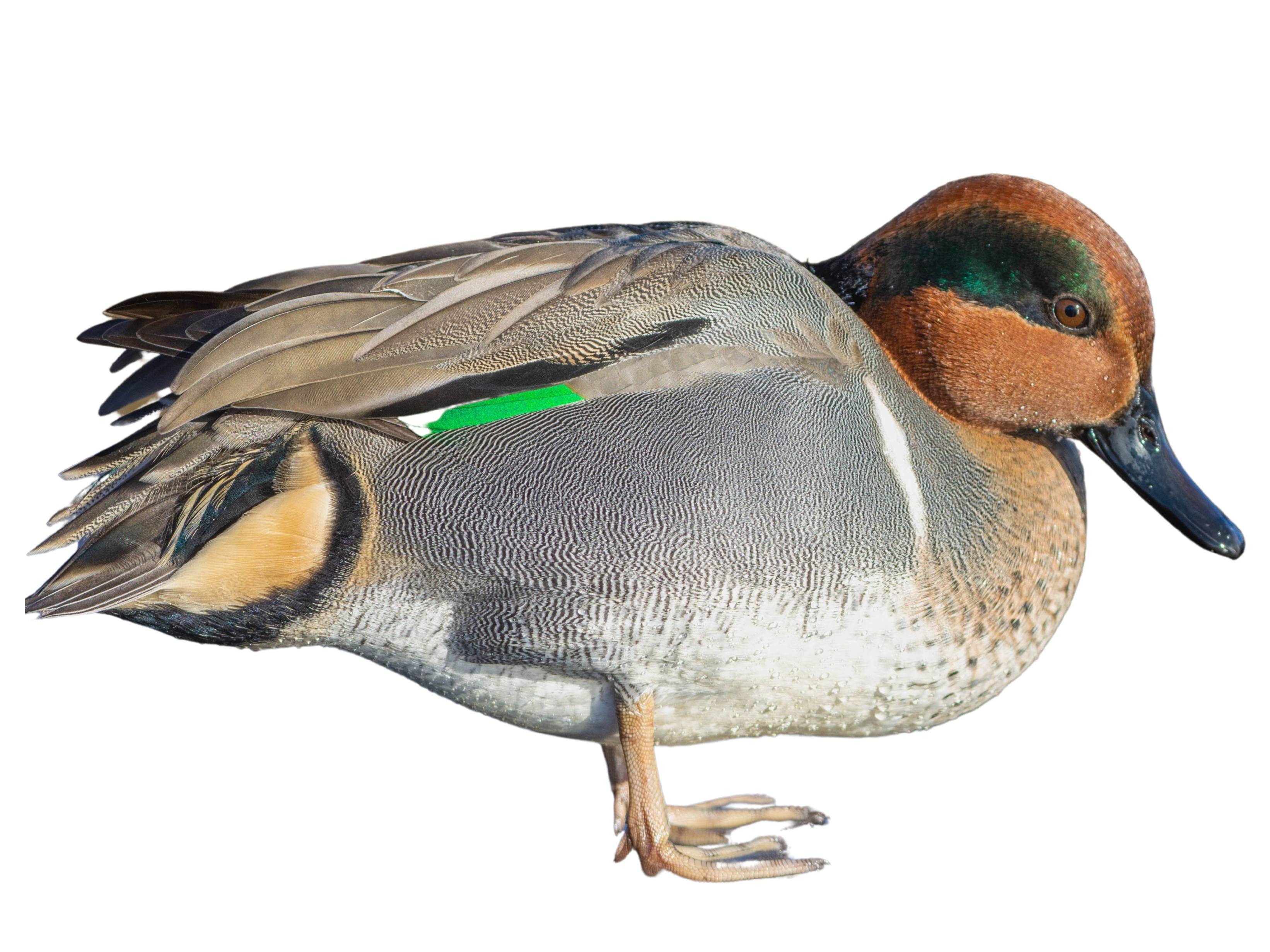 A photo of a Green-winged Teal (Anas carolinensis), male