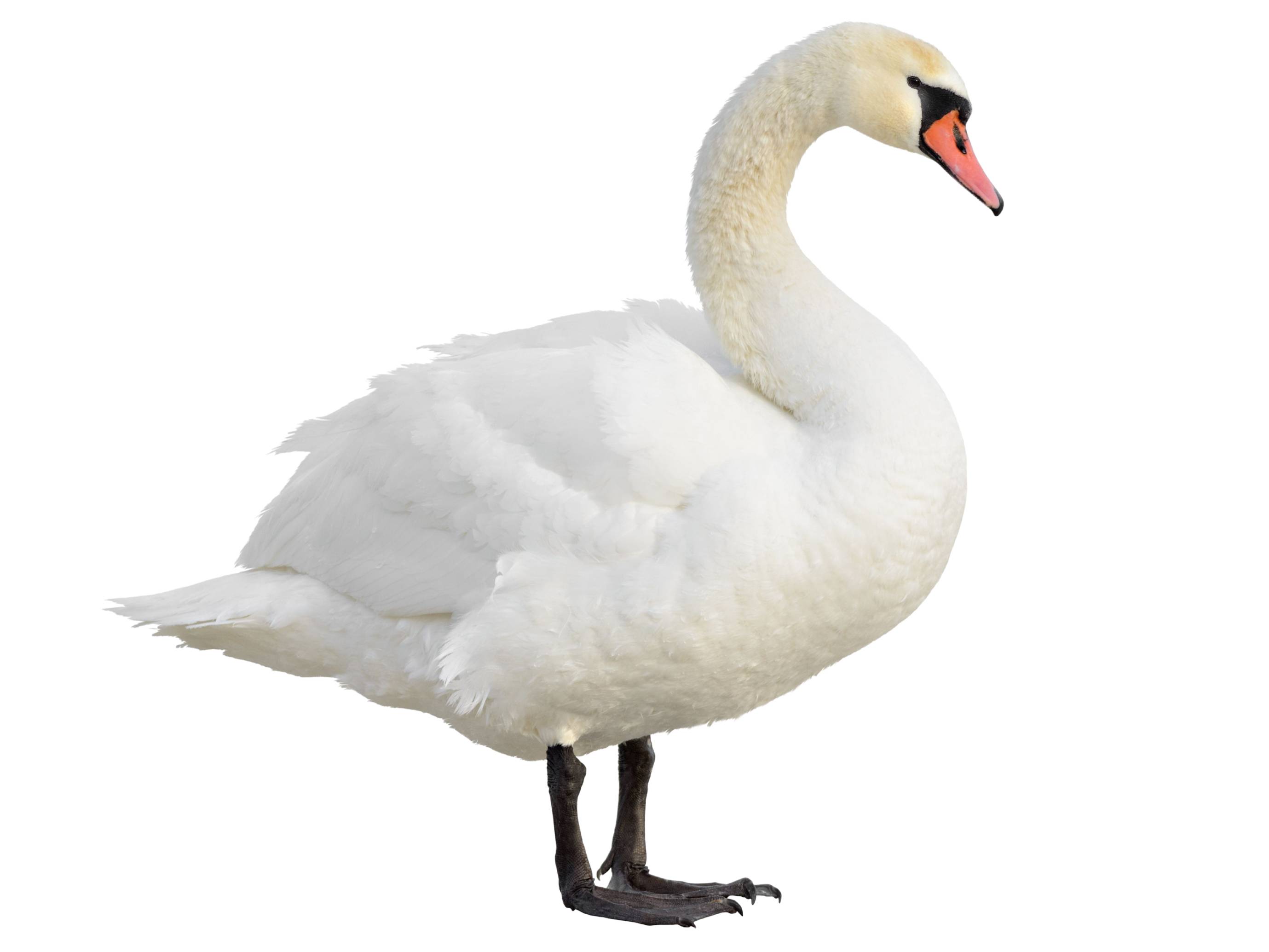 A photo of a Mute Swan (Cygnus olor)