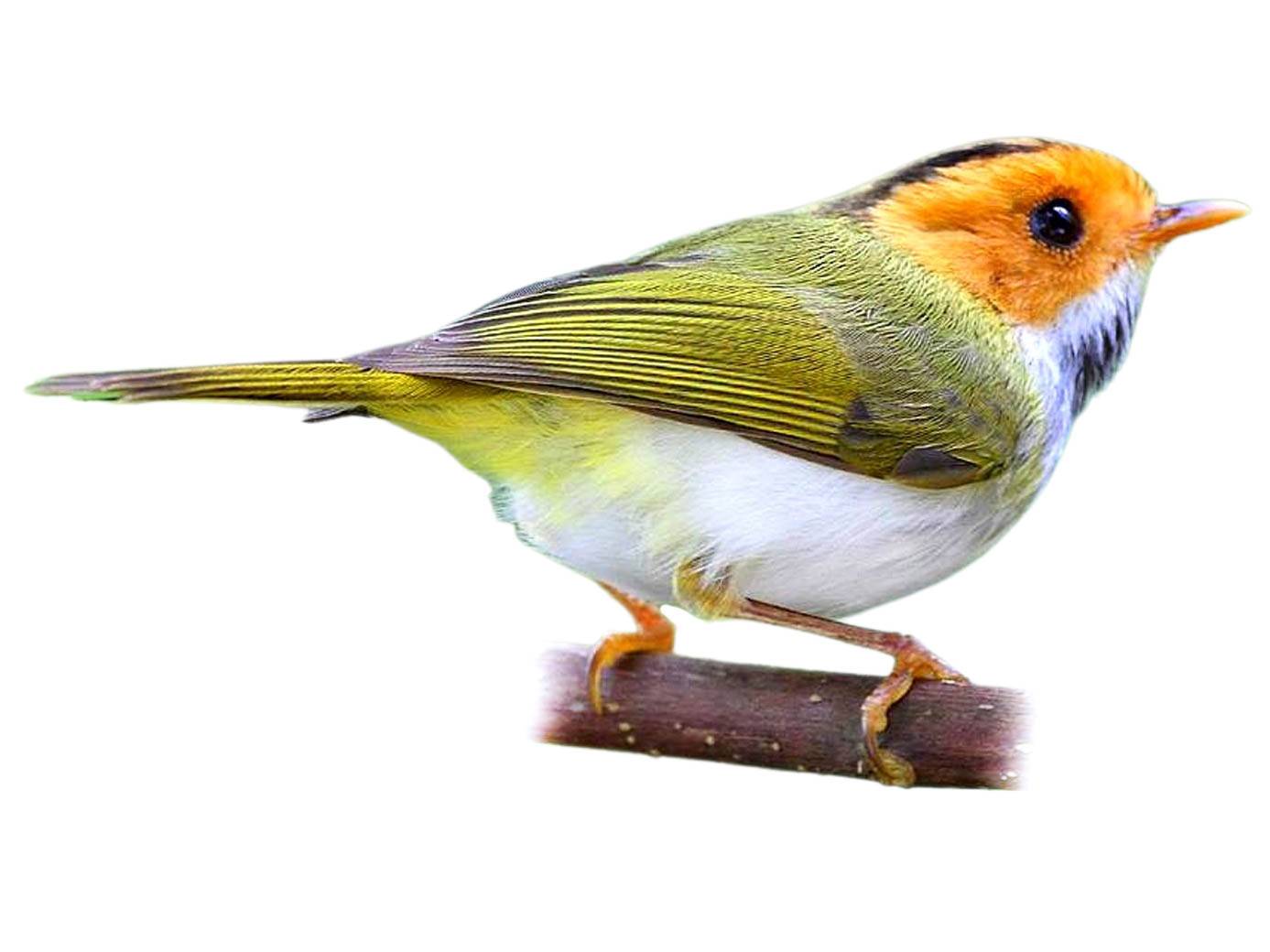 A photo of a Rufous-faced Warbler (Abroscopus albogularis)