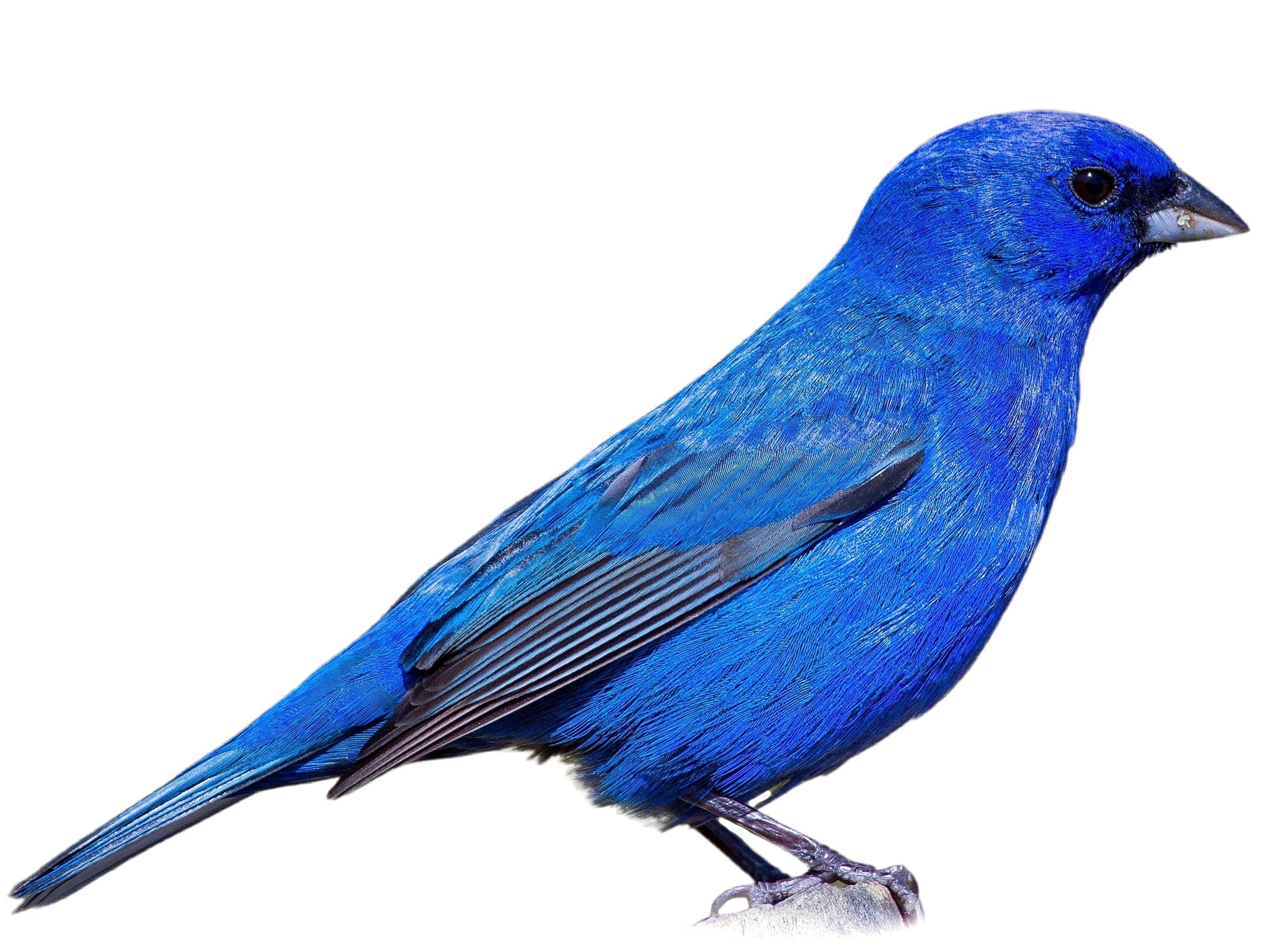 A photo of a Indigo Bunting (Passerina cyanea), male