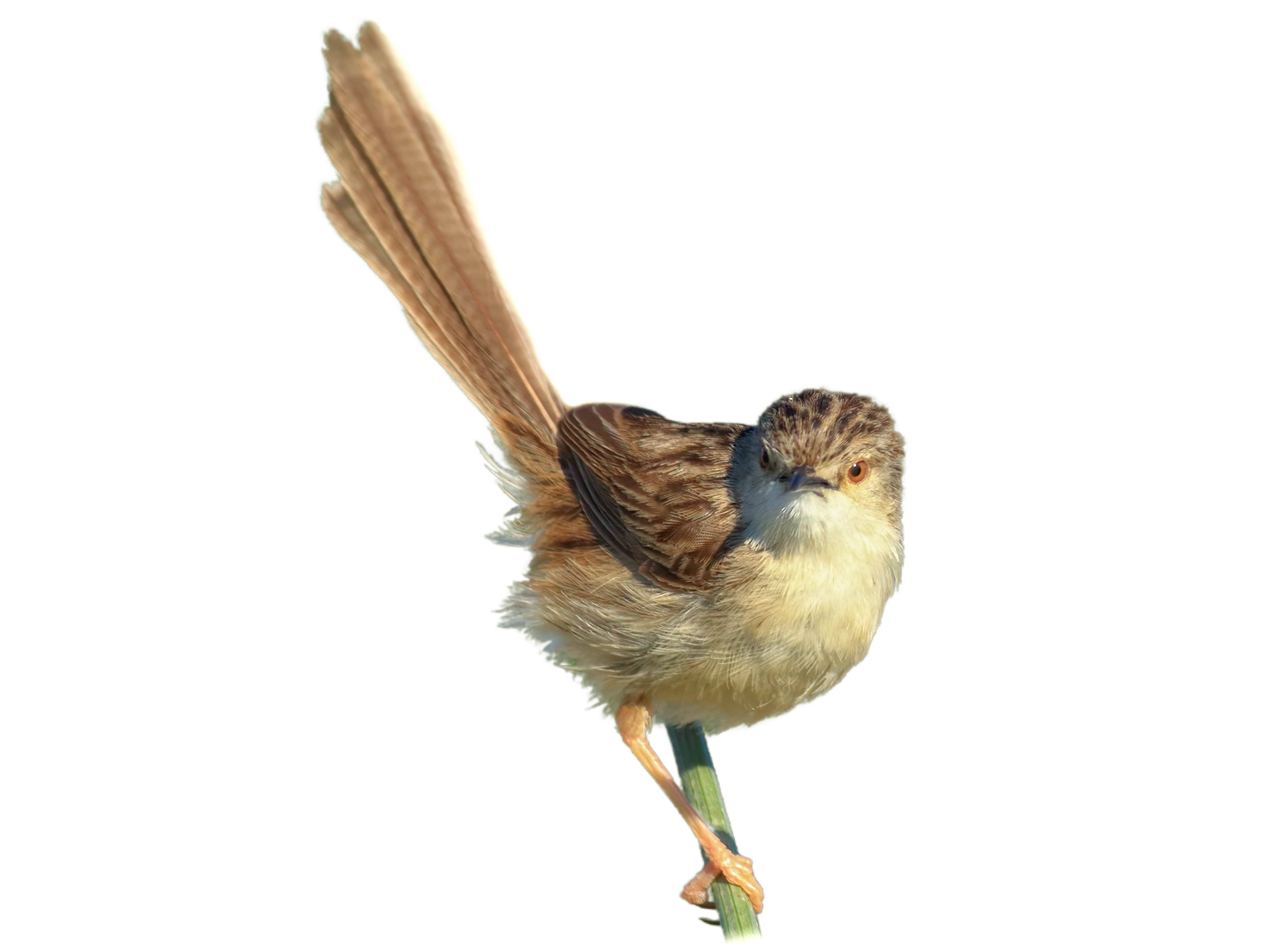 A photo of a Delicate Prinia (Prinia lepida)