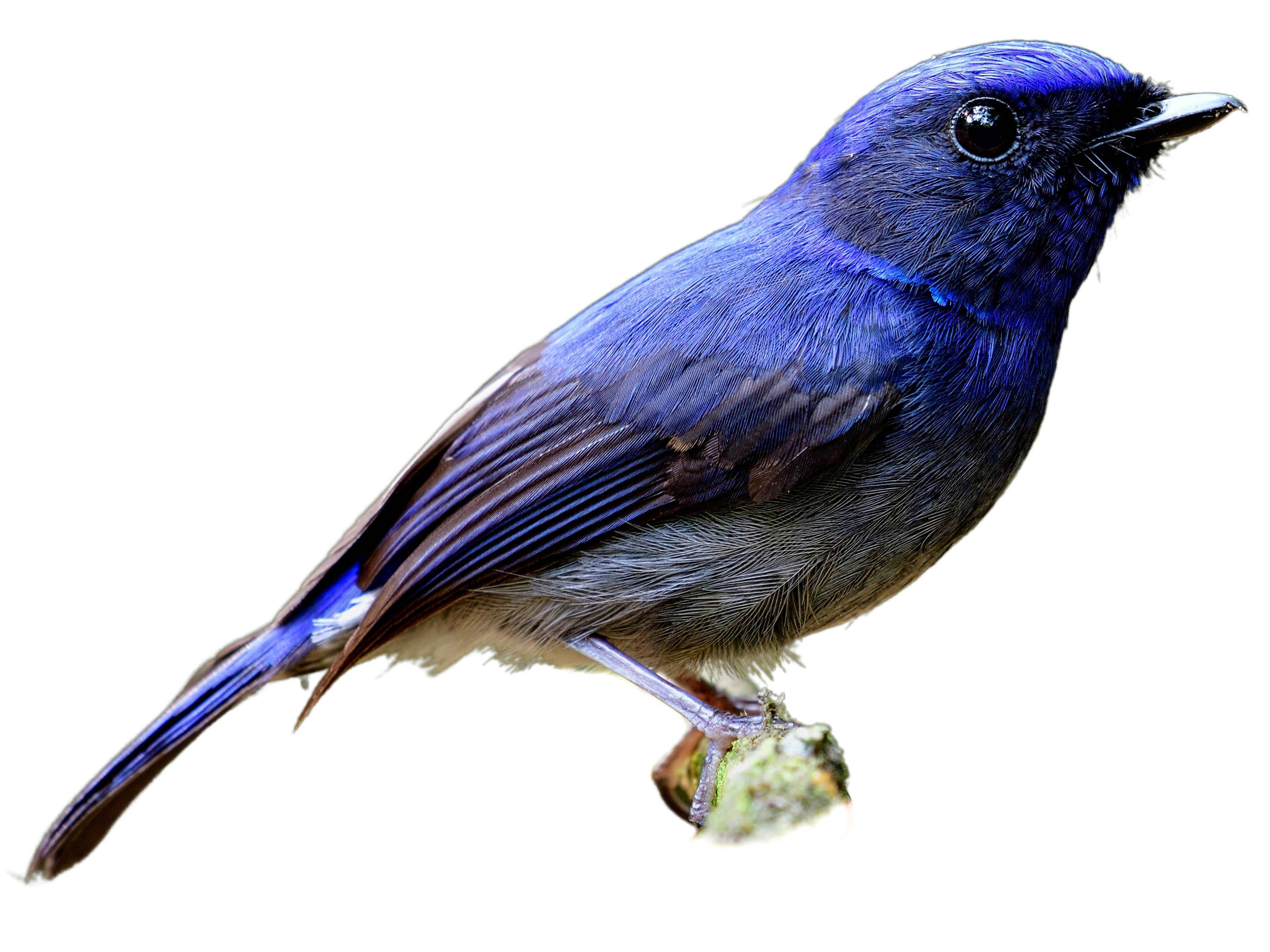 A photo of a Small Niltava (Niltava macgrigoriae), male