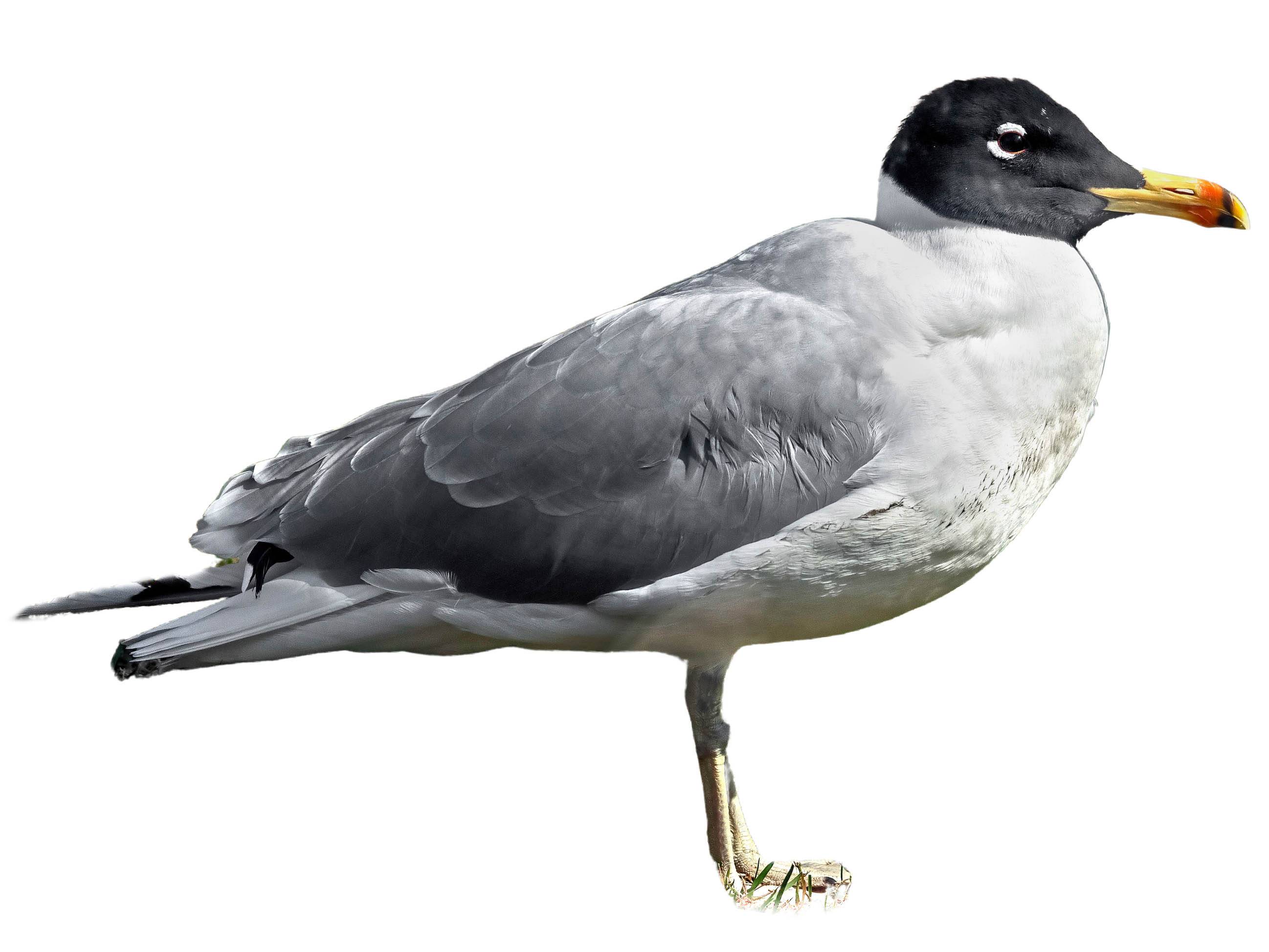 A photo of a Pallas's Gull (Ichthyaetus ichthyaetus)