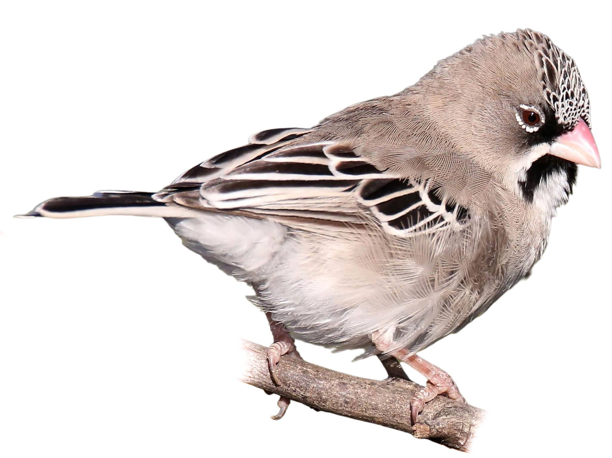 A photo of a Scaly-feathered Weaver (Sporopipes squamifrons)