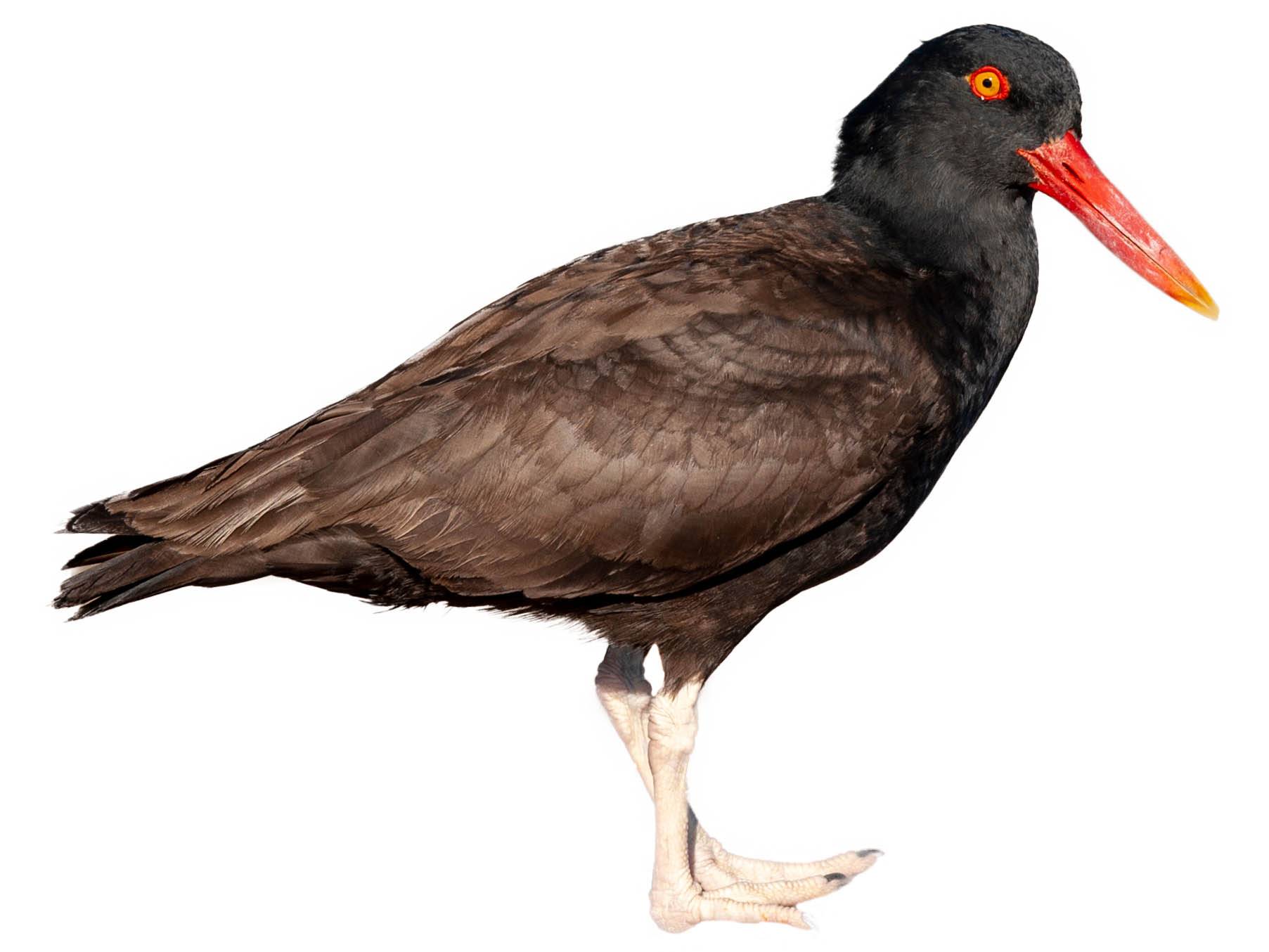 A photo of a Blackish Oystercatcher (Haematopus ater)