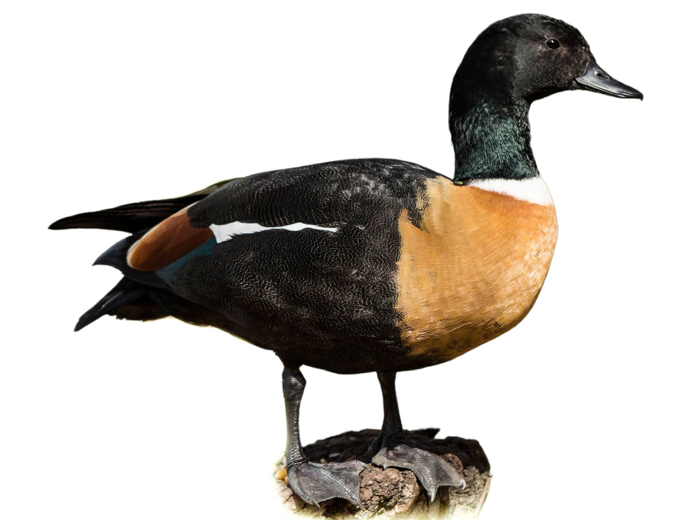 A photo of a Australian Shelduck (Tadorna tadornoides), male