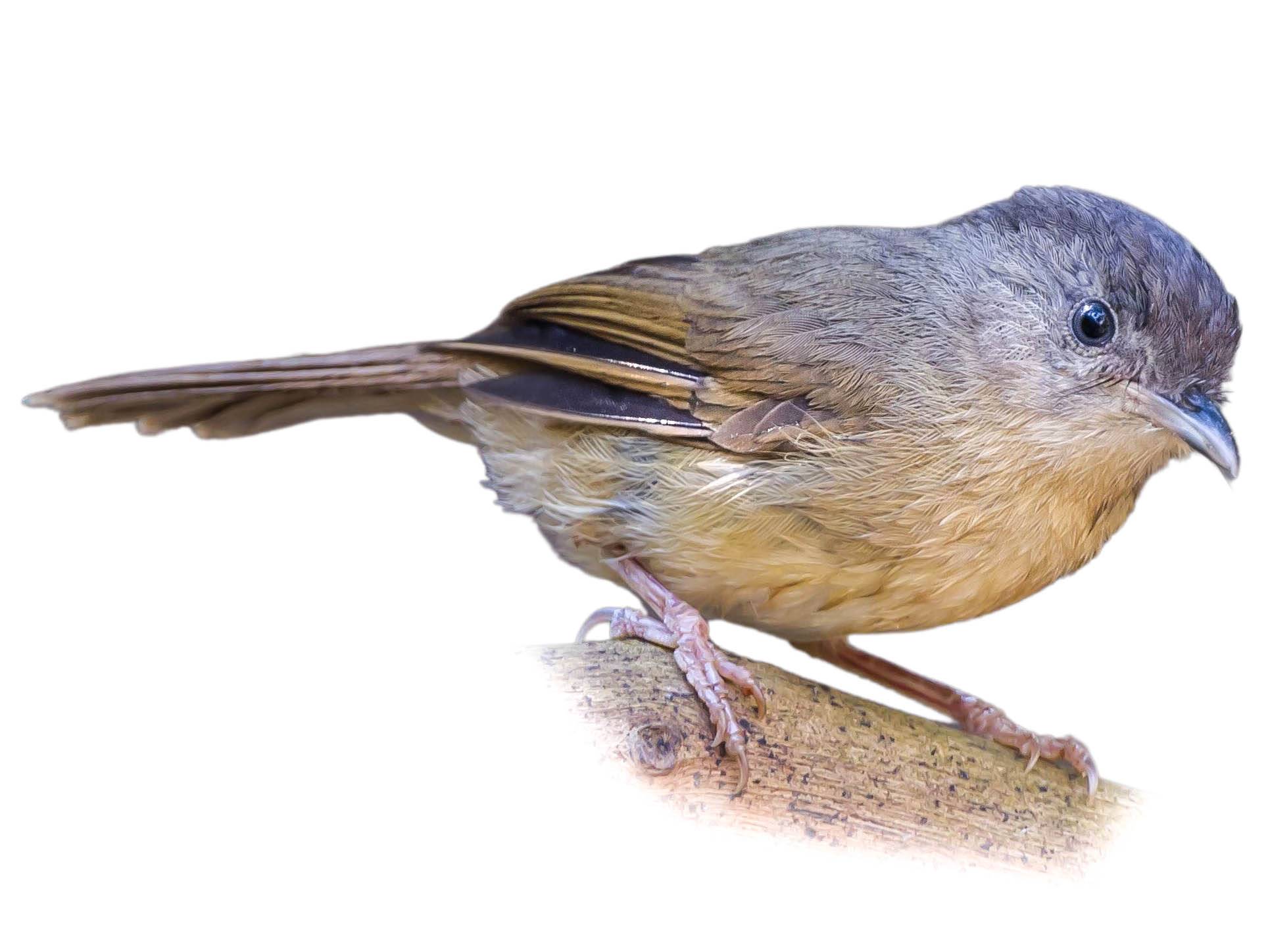 A photo of a Brown-cheeked Fulvetta (Alcippe poioicephala)