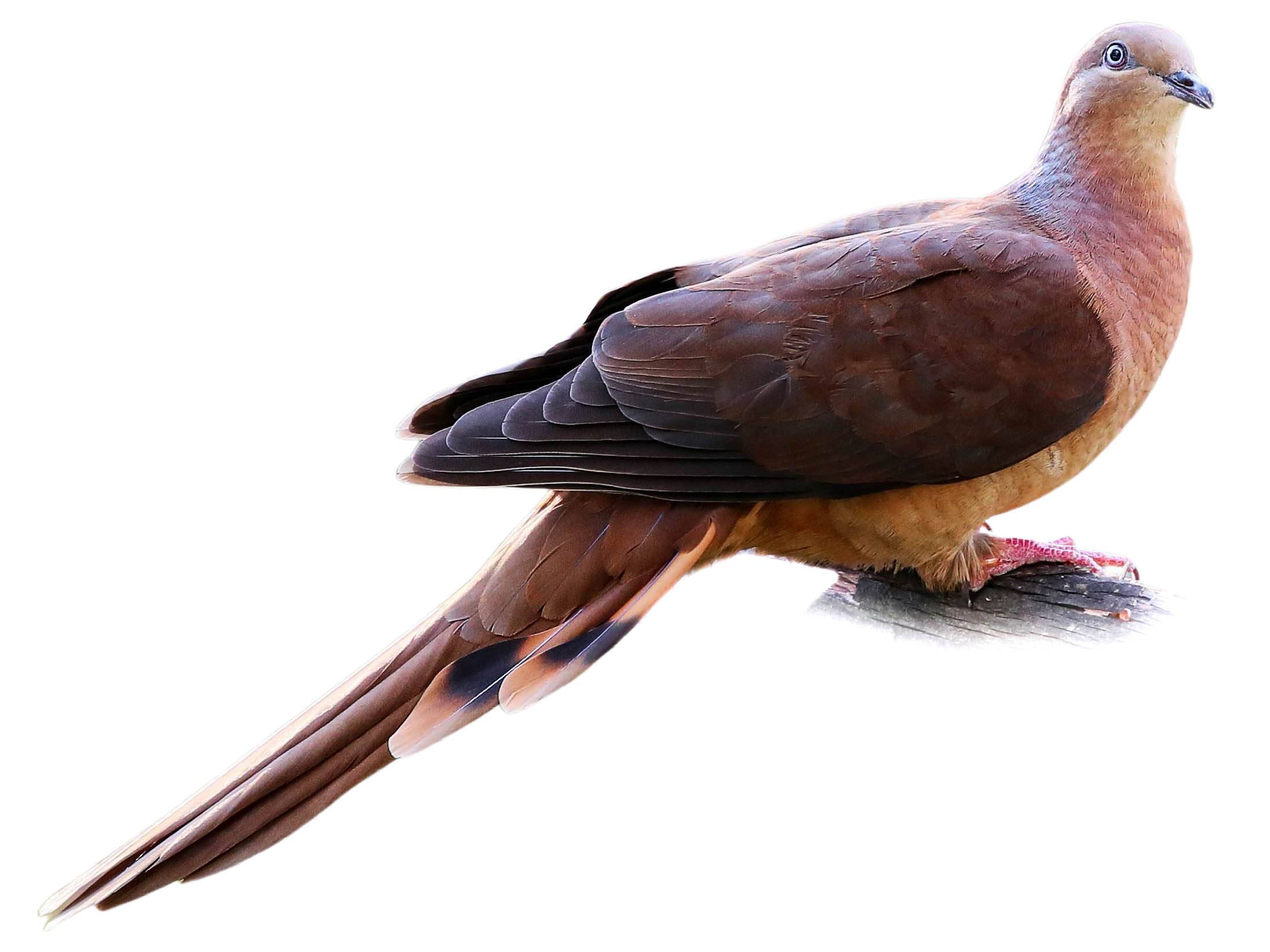 A photo of a Brown Cuckoo-Dove (Macropygia phasianella)