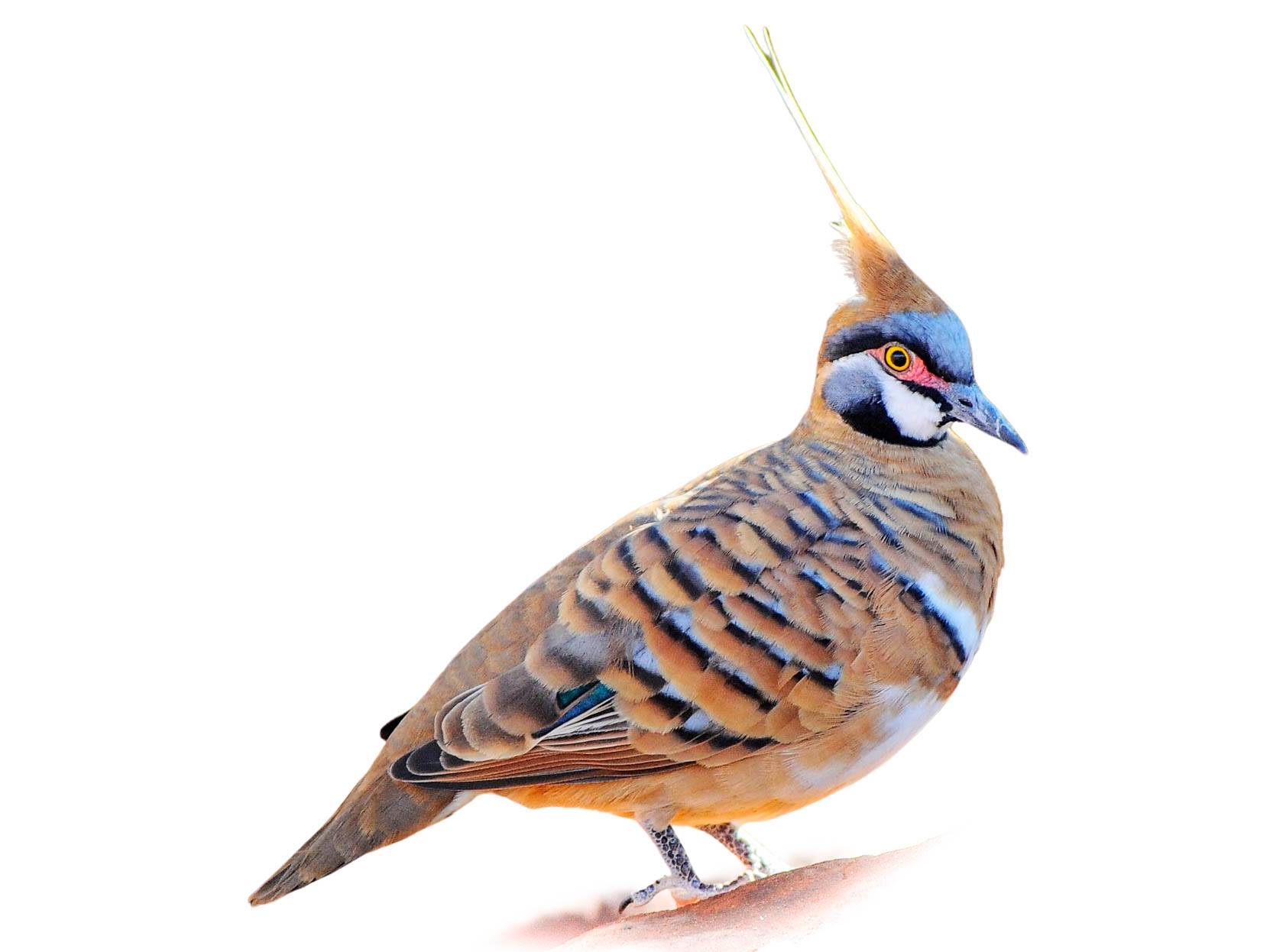 A photo of a Spinifex Pigeon (Geophaps plumifera)