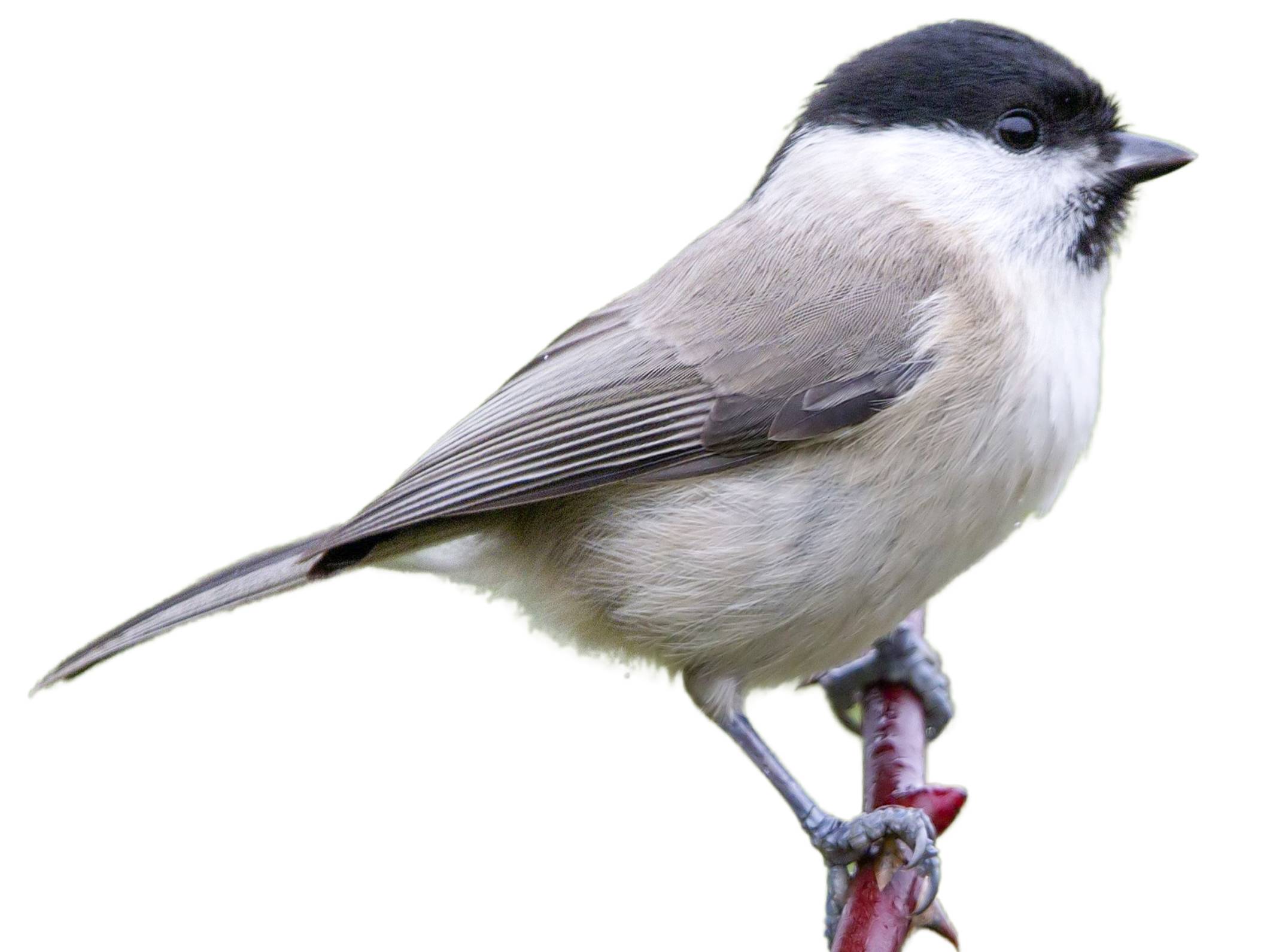 A photo of a Marsh Tit (Poecile palustris)