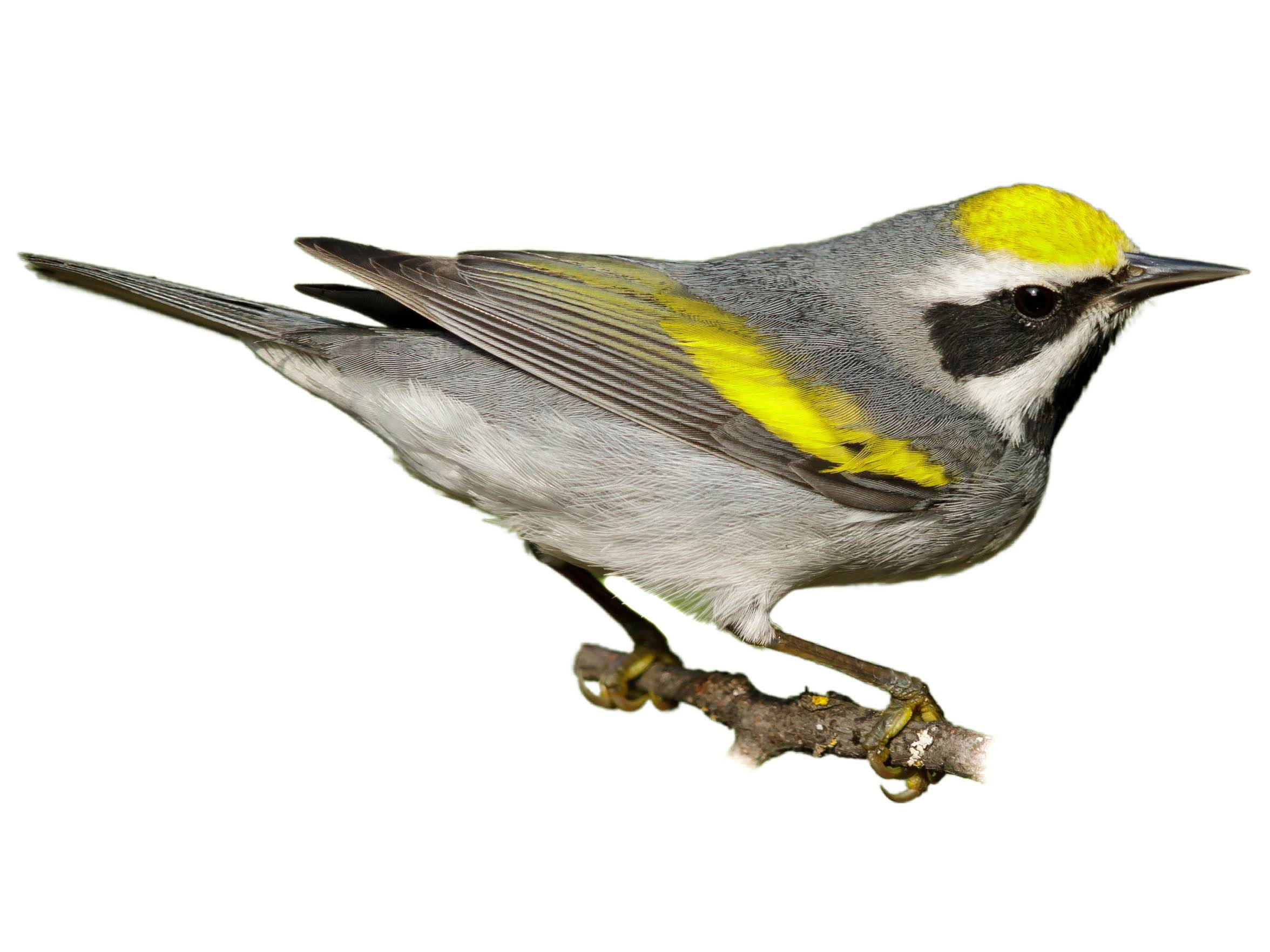 A photo of a Golden-winged Warbler (Vermivora chrysoptera), male