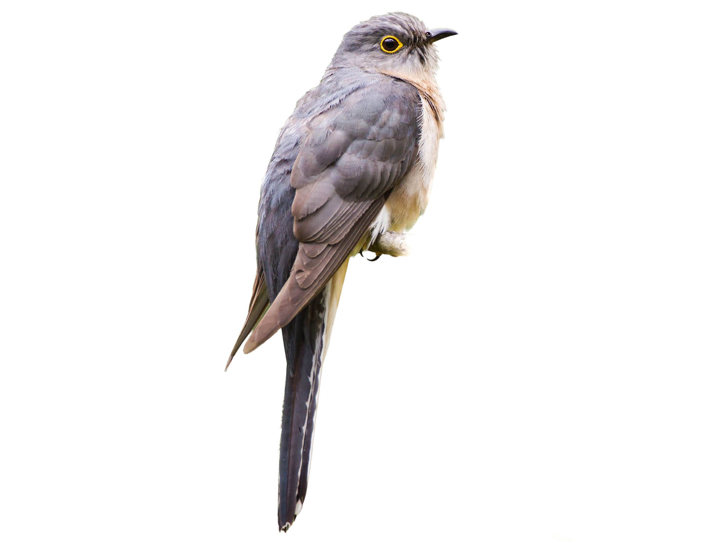 A photo of a Fan-tailed Cuckoo (Cacomantis flabelliformis)