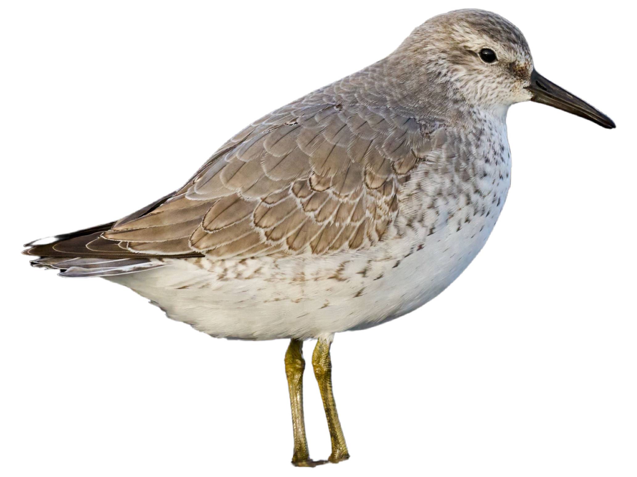 A photo of a Red Knot (Calidris canutus)