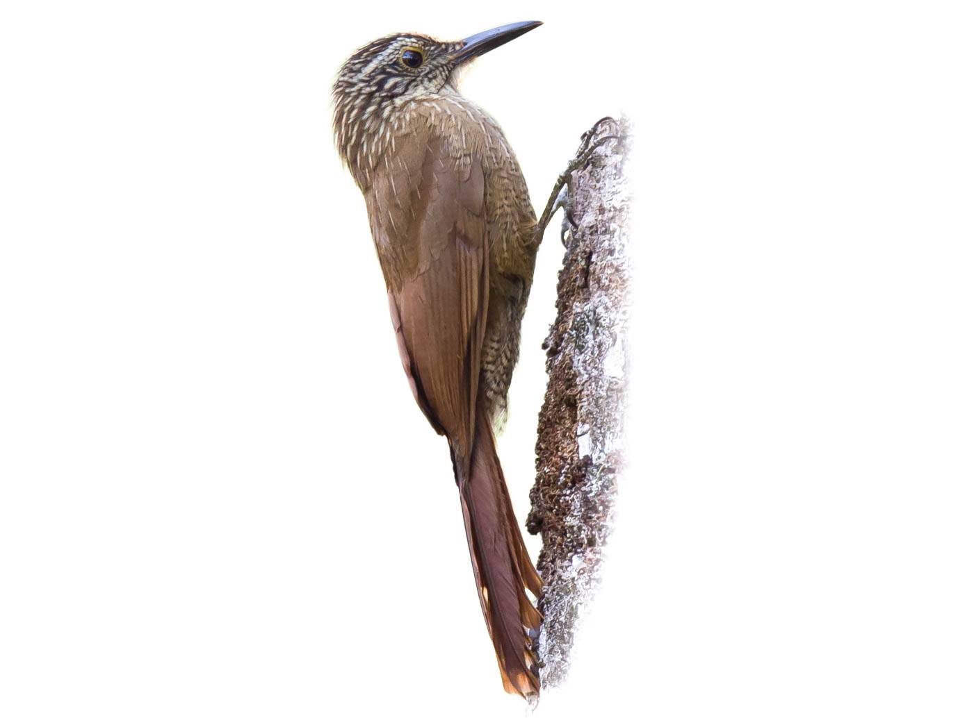 A photo of a Planalto Woodcreeper (Dendrocolaptes platyrostris)