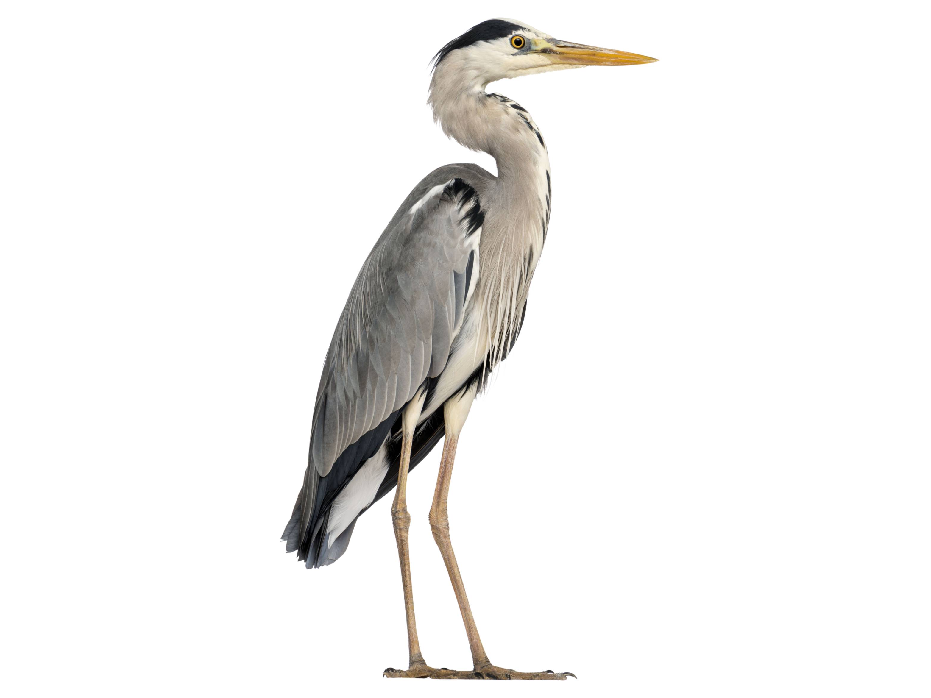 A photo of a Grey Heron (Ardea cinerea)