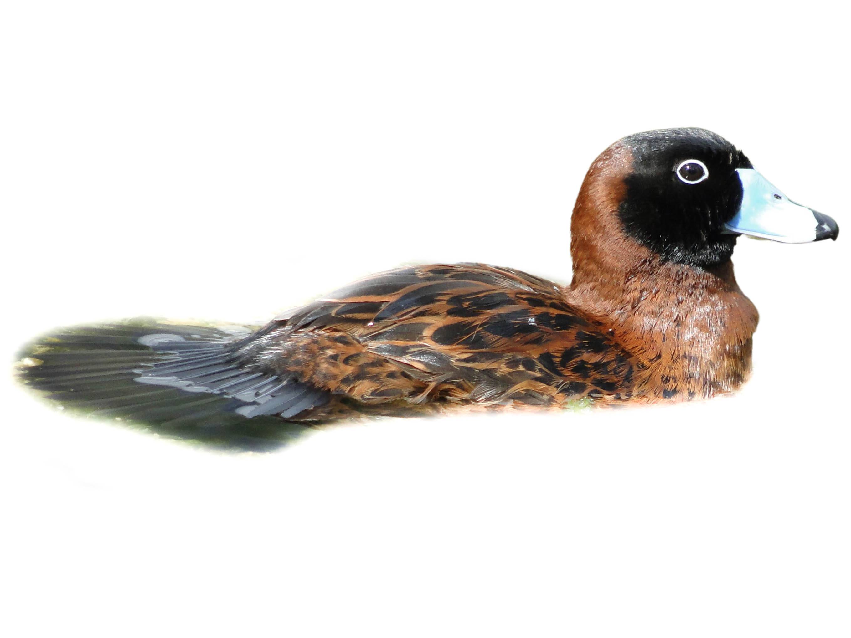 A photo of a Masked Duck (Nomonyx dominicus), male