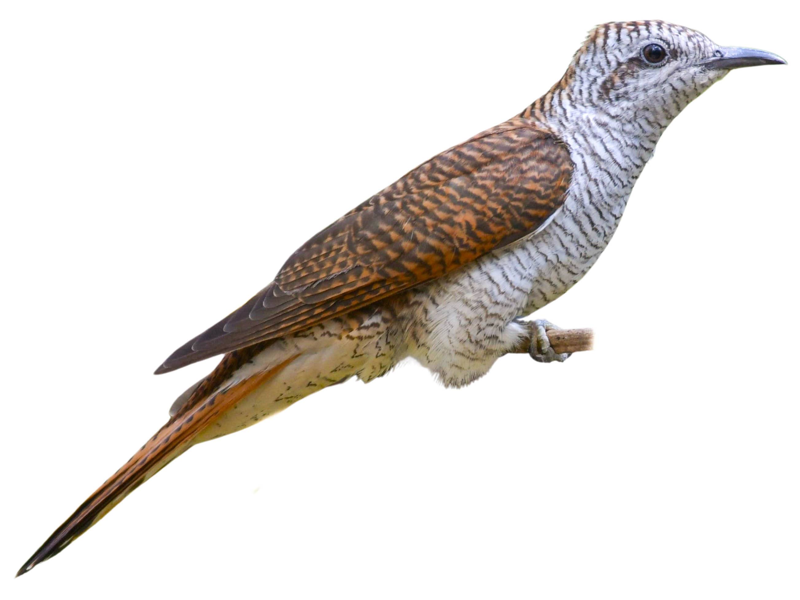 A photo of a Banded Bay Cuckoo (Cacomantis sonneratii)